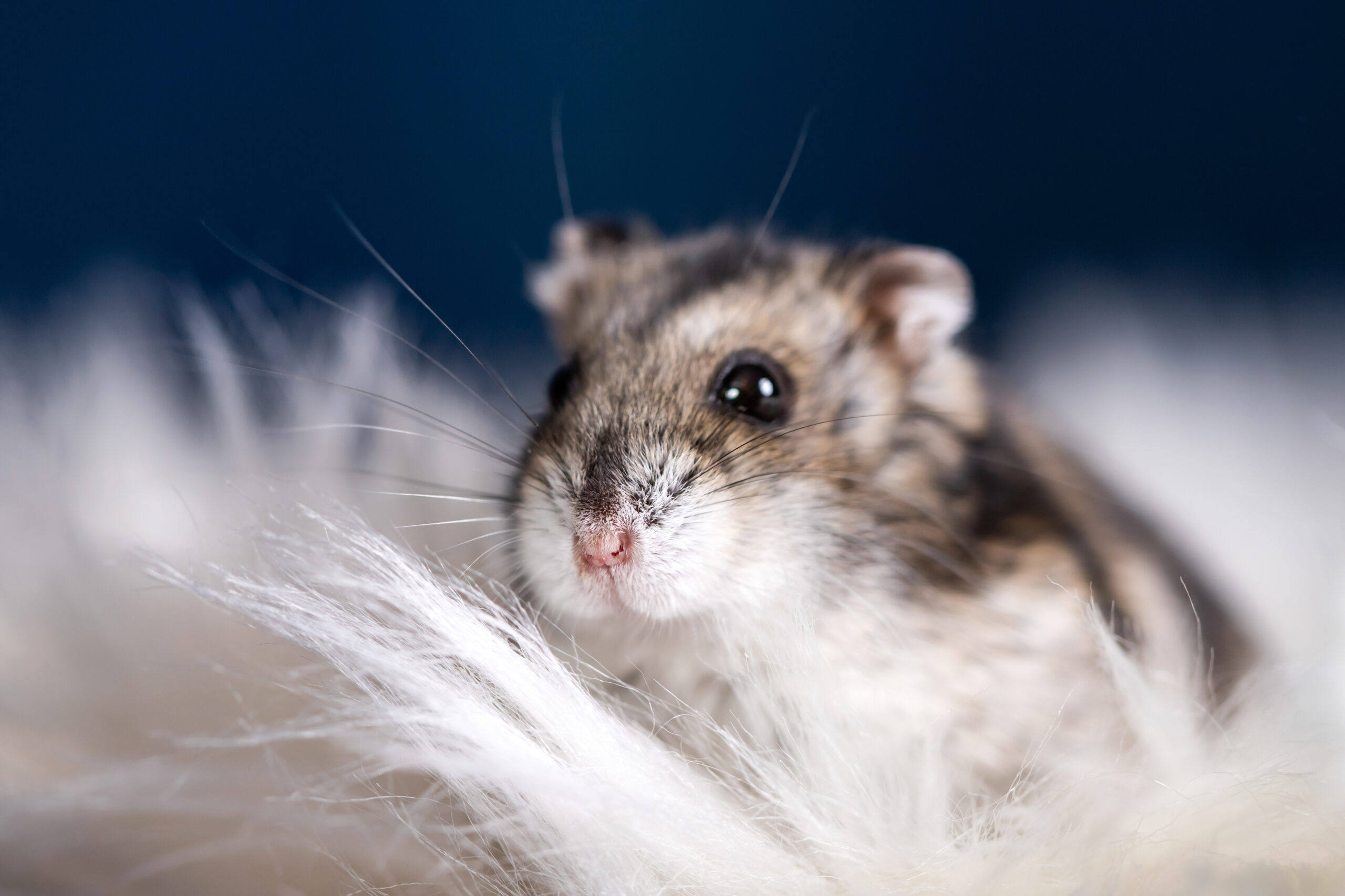 Hamsterarten