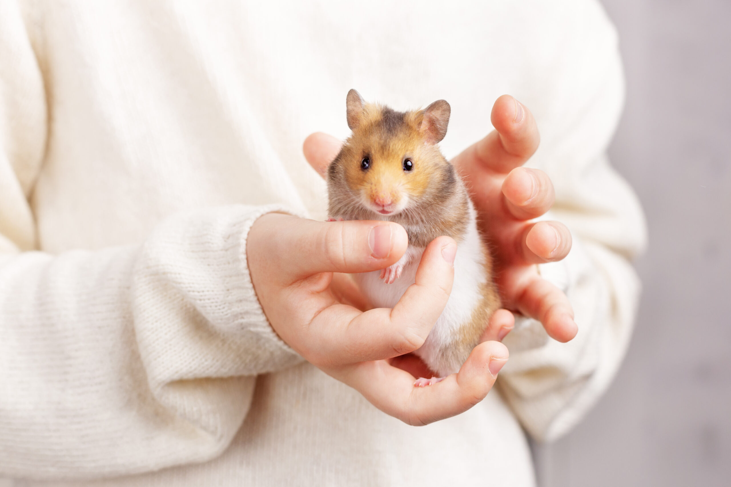 Frau hält Hamster in der Hand - Hamsterarten als Haustier