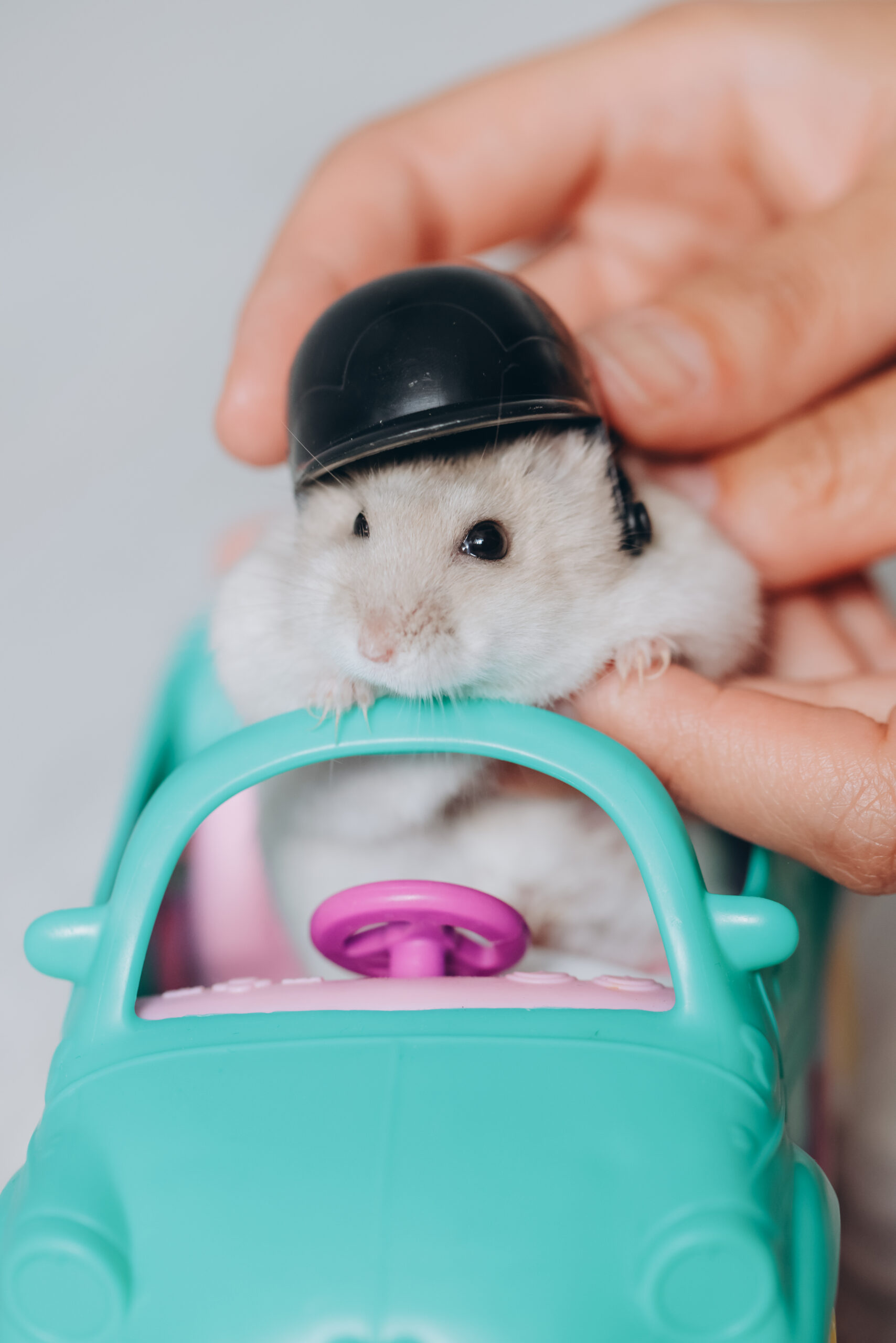 Hamster sind kein Spielzeug