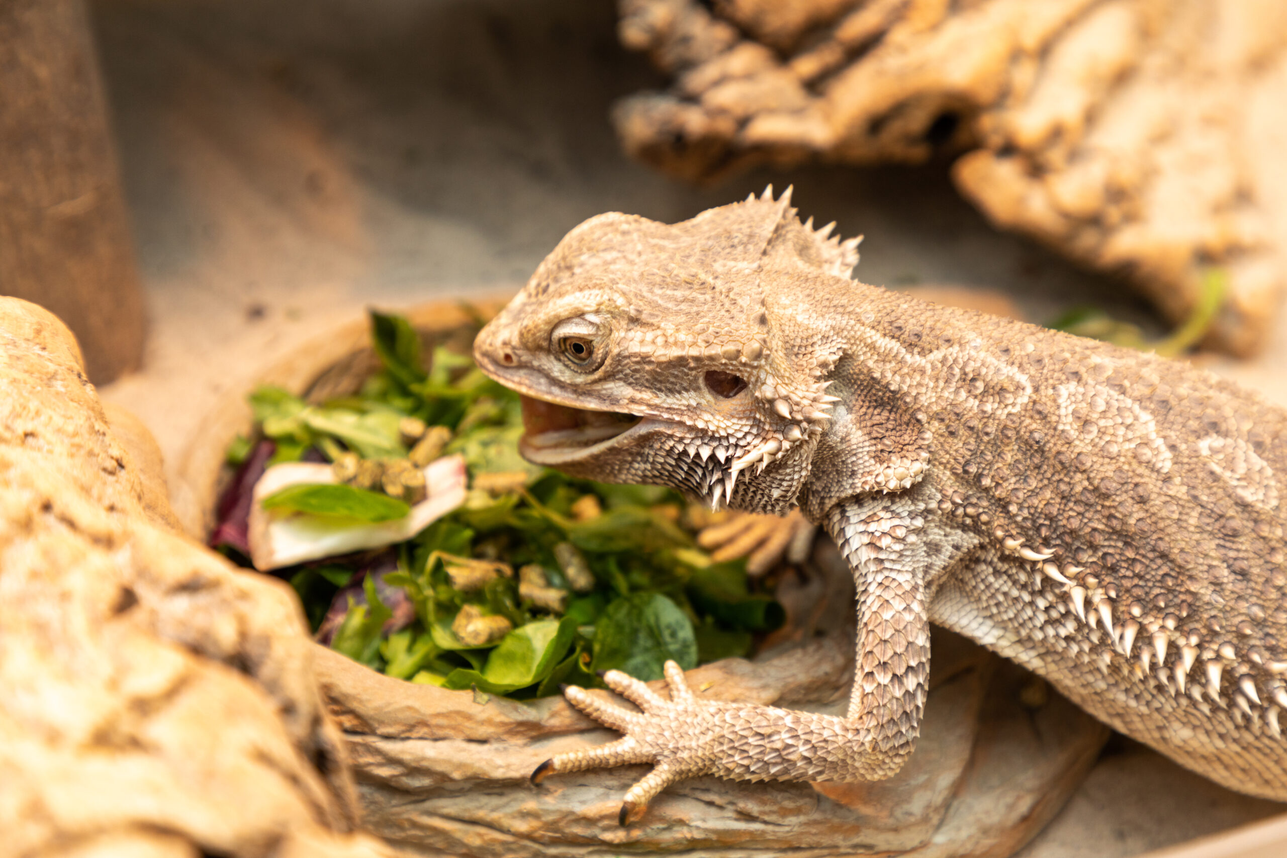 Echse im Terrarium