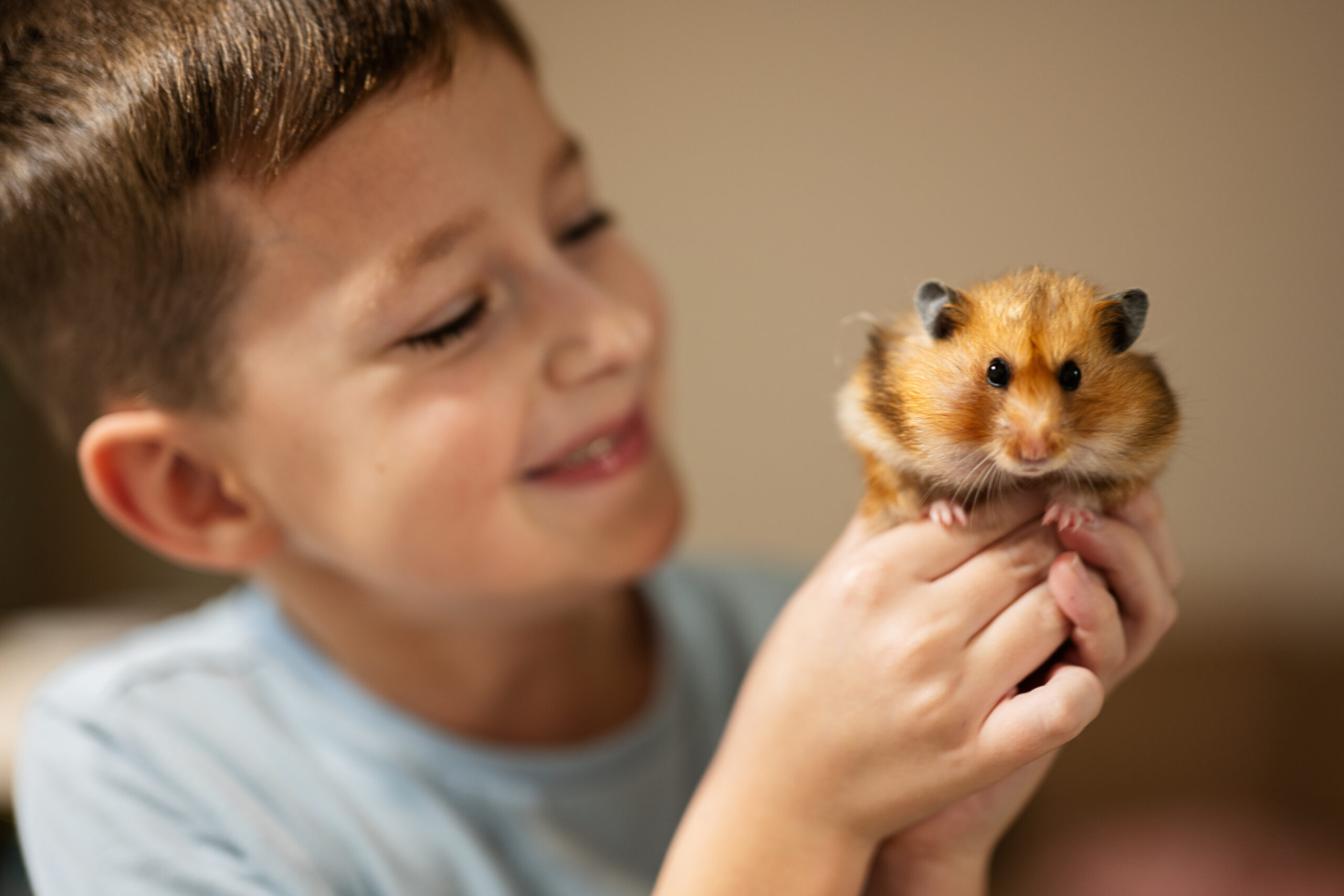 Junge hält Goldhamster in der Hand