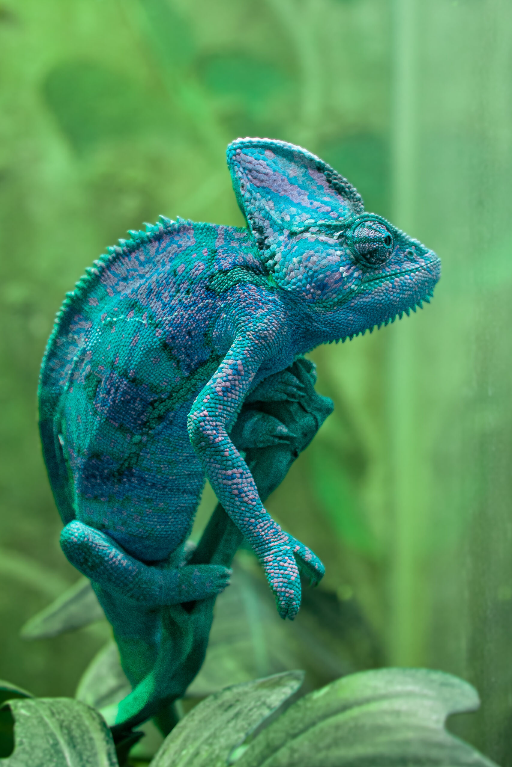 Blaues Chamäleon
