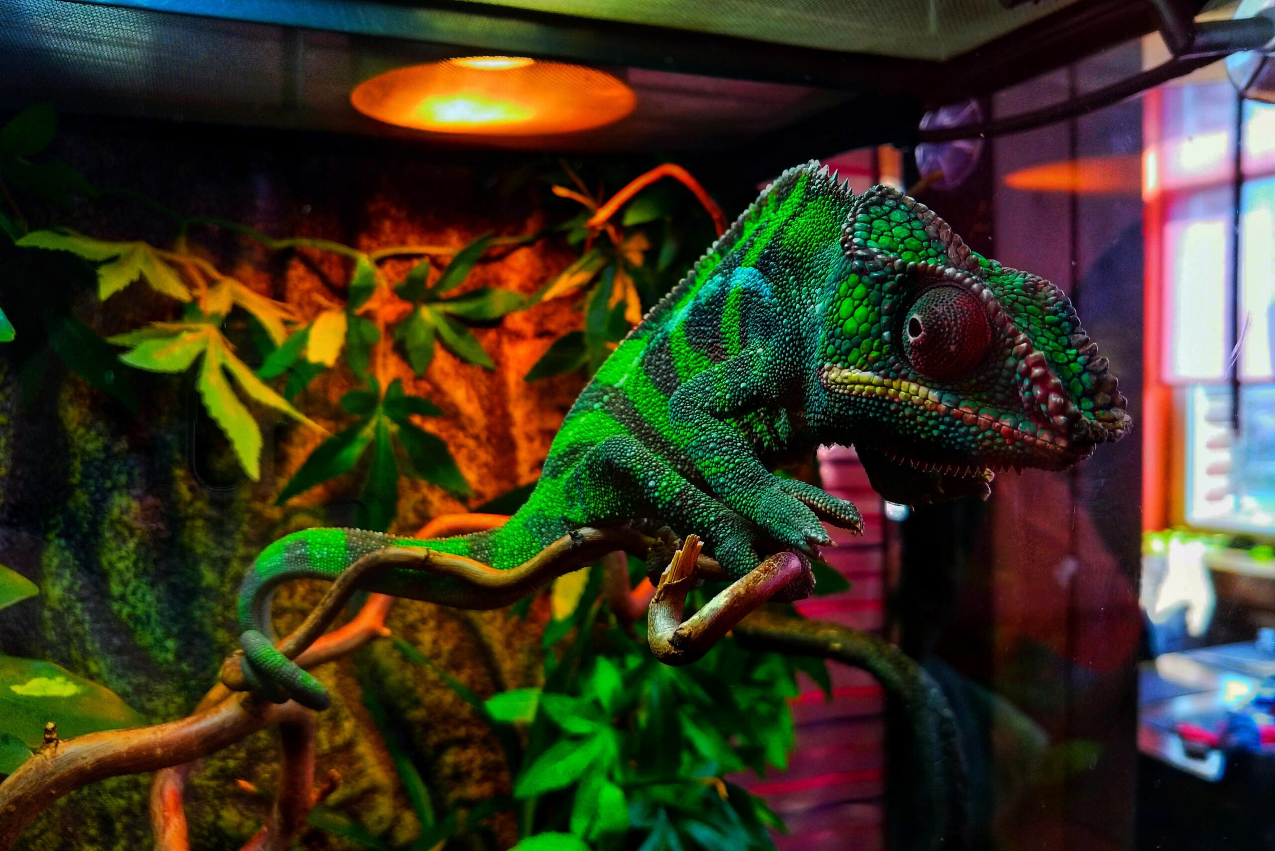 Chamäleon im Terrarium