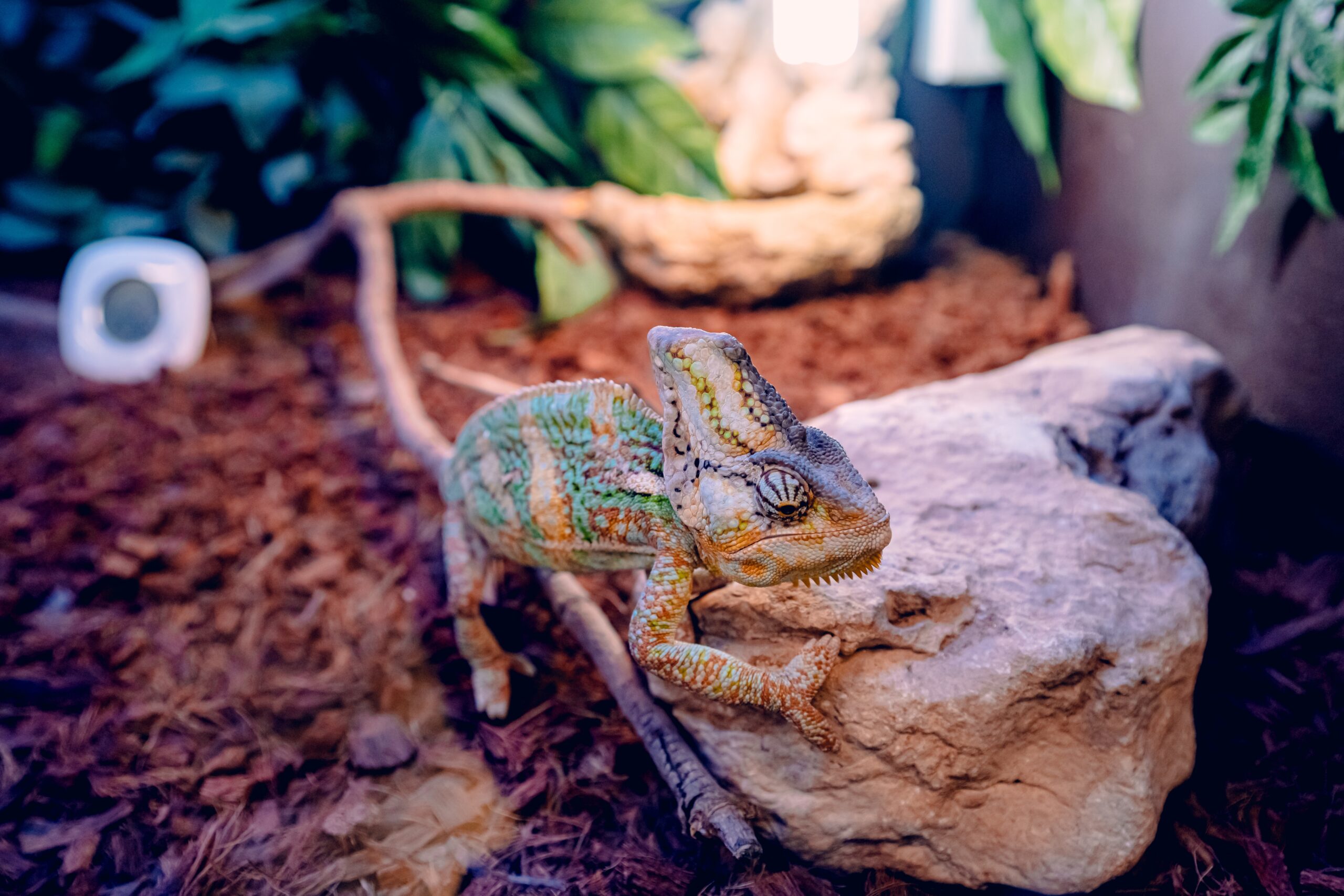 Chamäleon im Terrarium