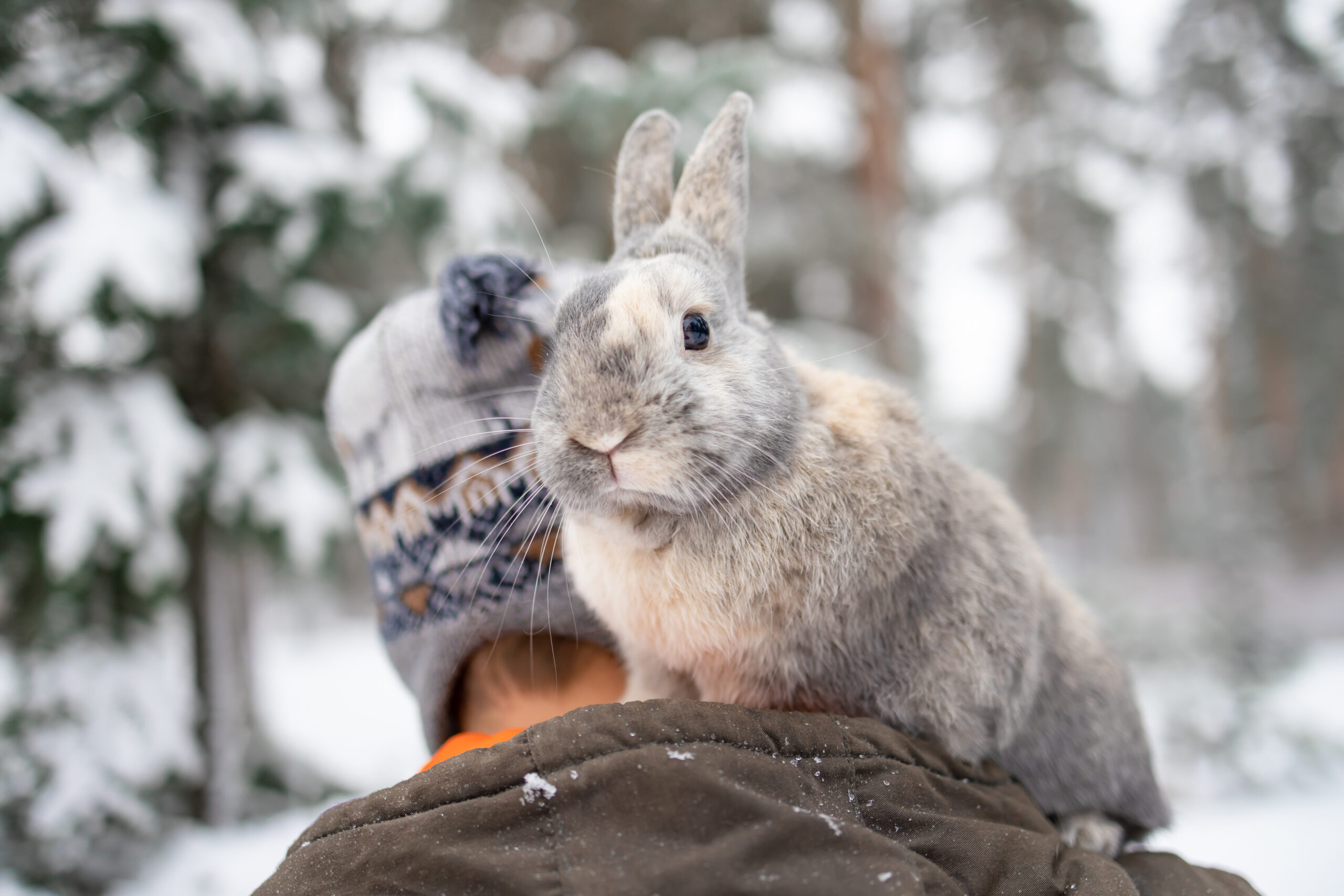 Kaninchen geht mit Mann im Winter spazieren