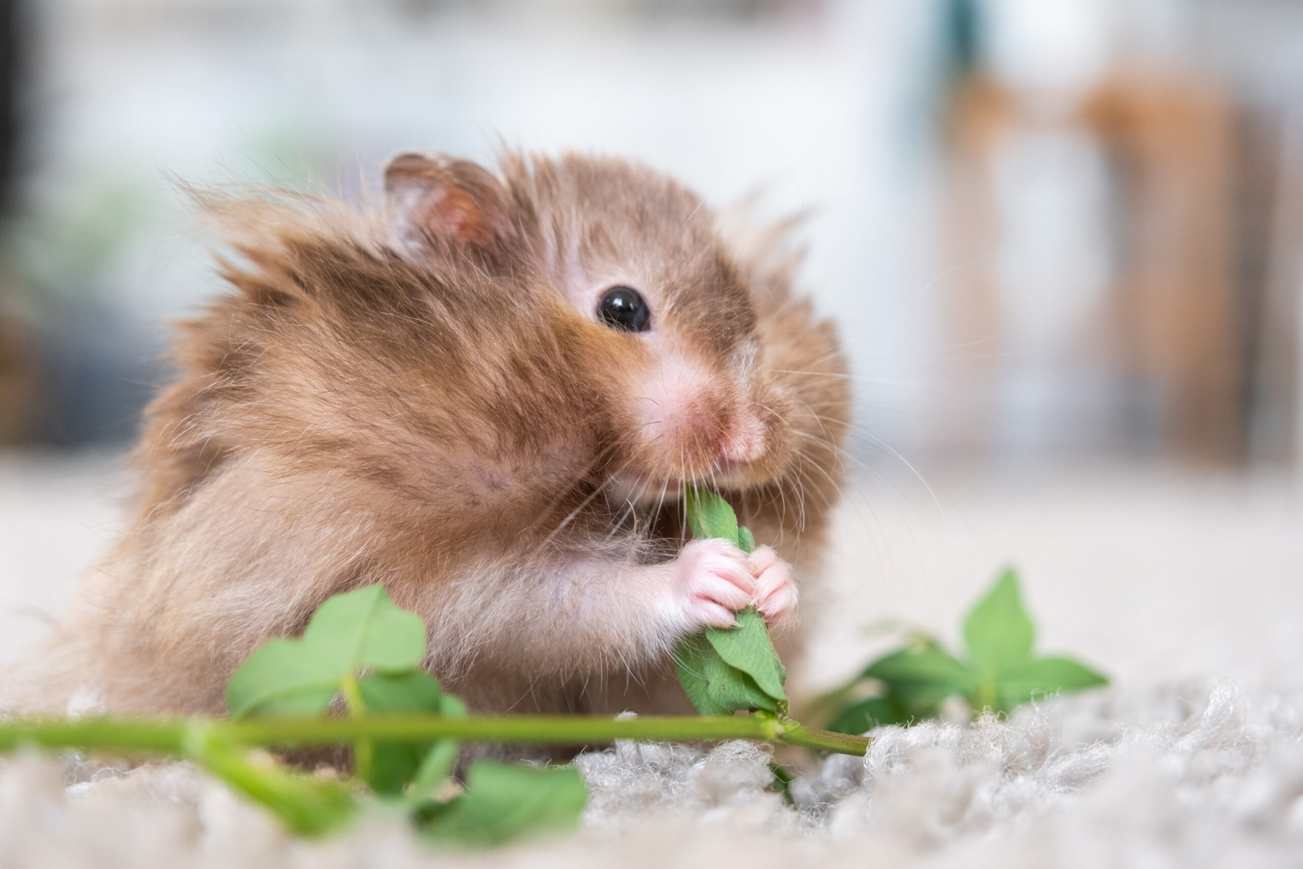 Syrischer Hamster