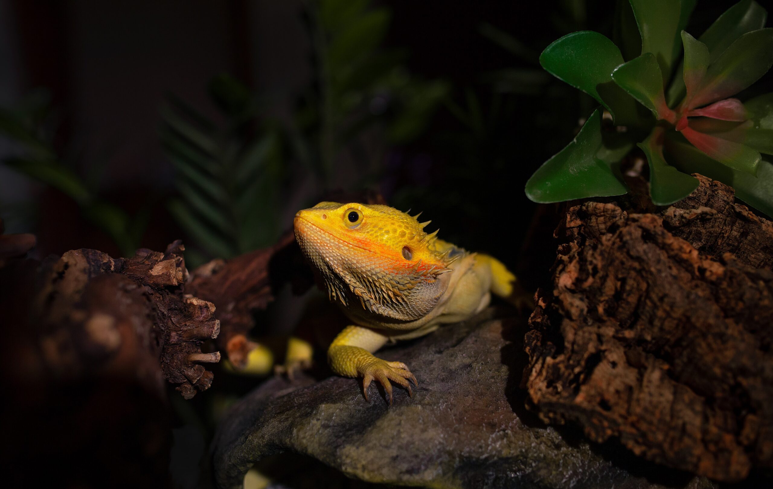 Echse im Terrarium