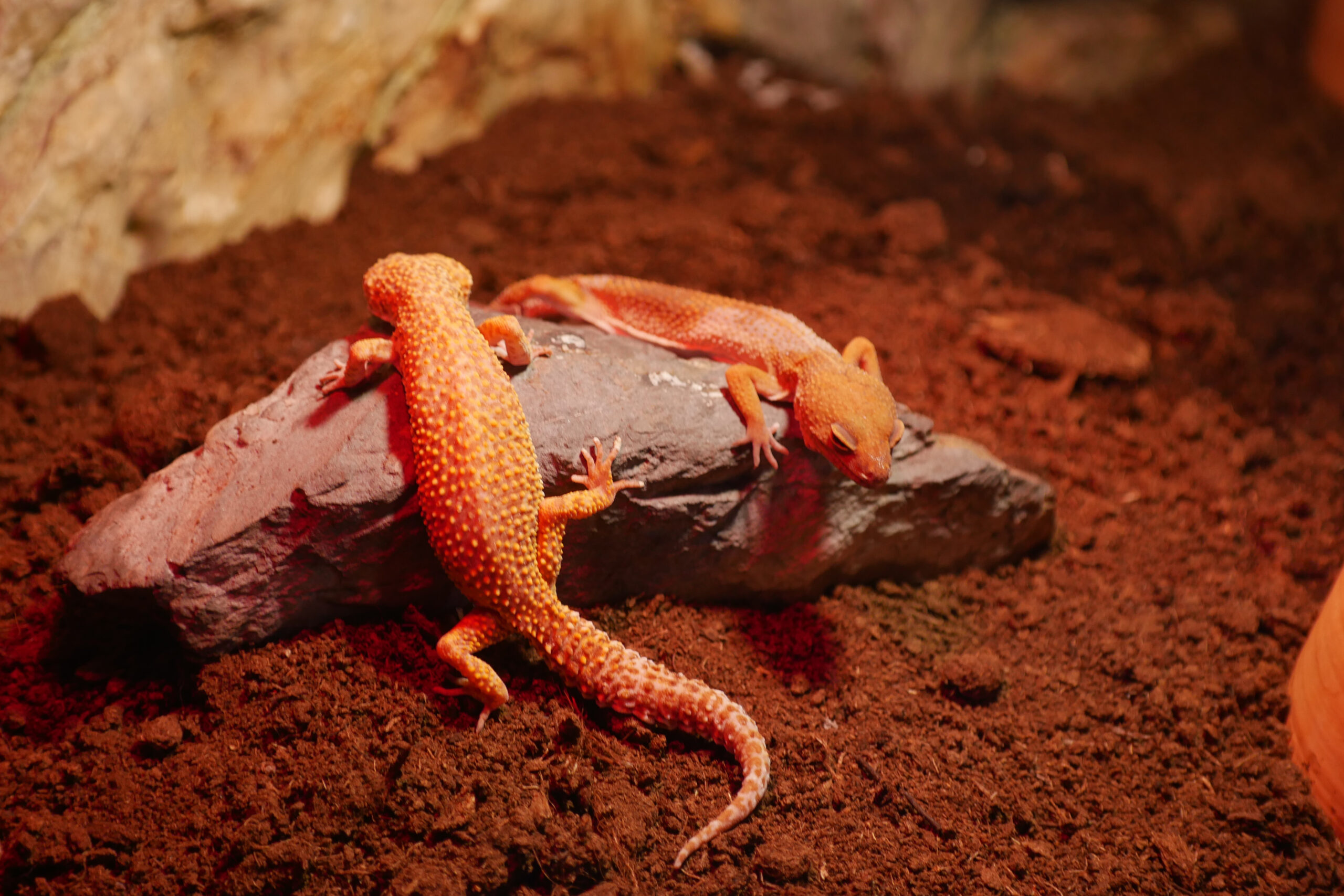Bodenpolizei im Terrarium