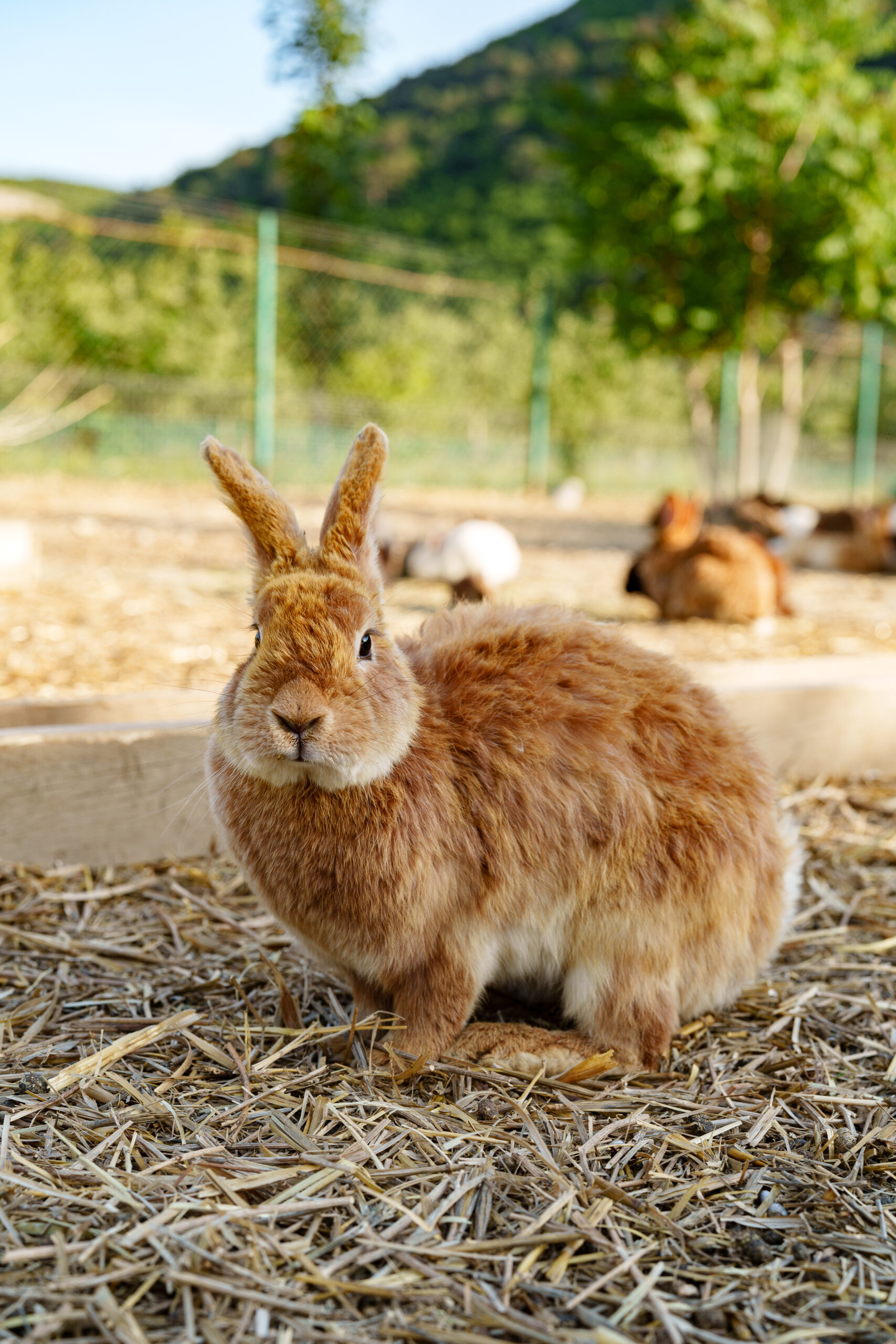 Braunes Kaninchen sitzt aufmerksam im Freigehege mit Naturboden und Ausblick ins Grüne