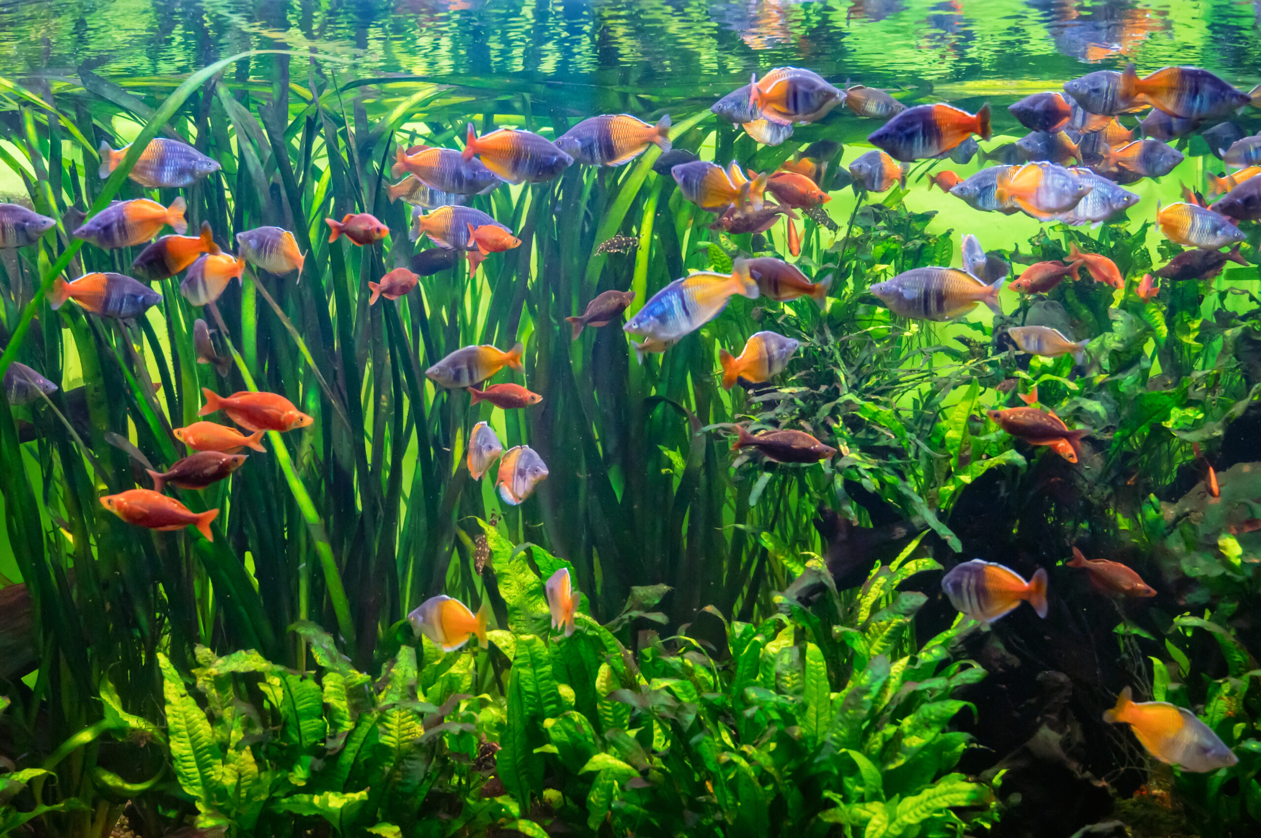 Großes Aquarium mit bunten Süßwasserfischen und dichter Bepflanzung