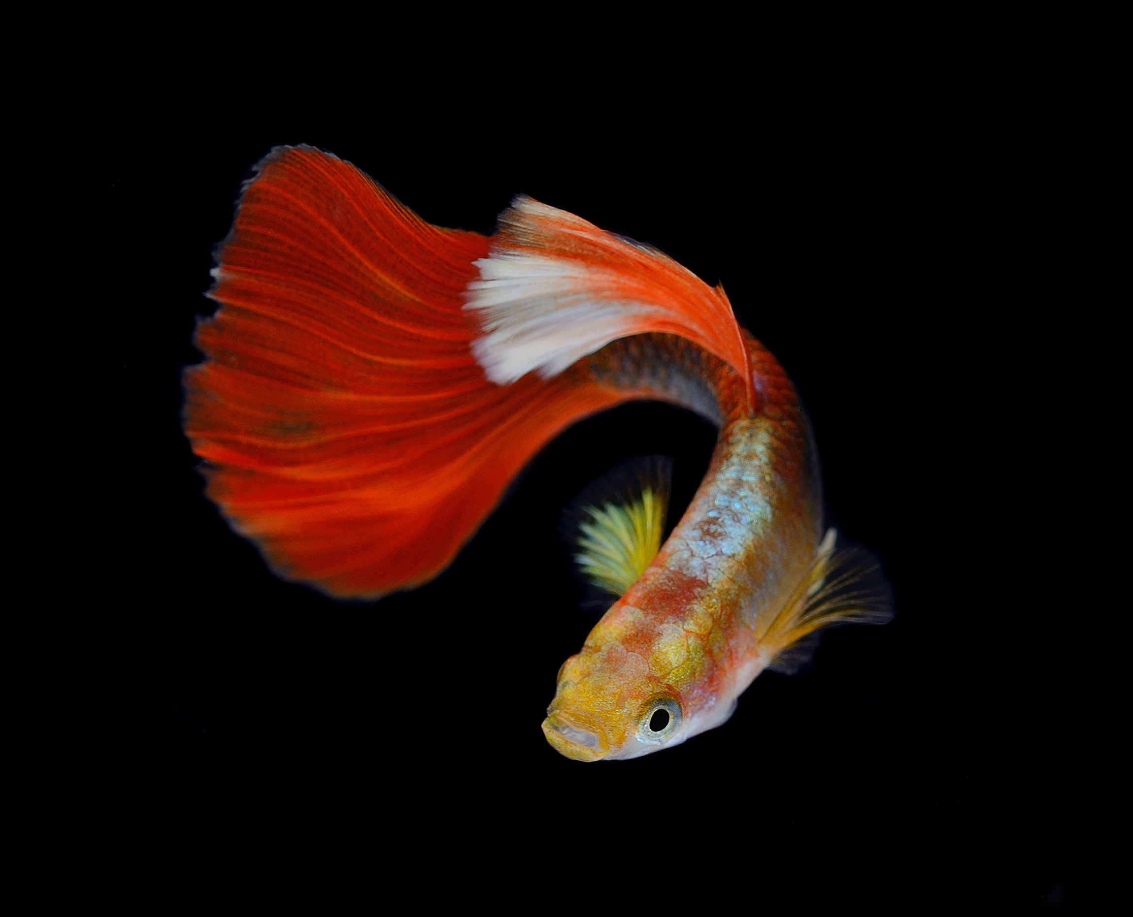 Roter Guppy mit Schleierflosse vor schwarzem Hintergrund