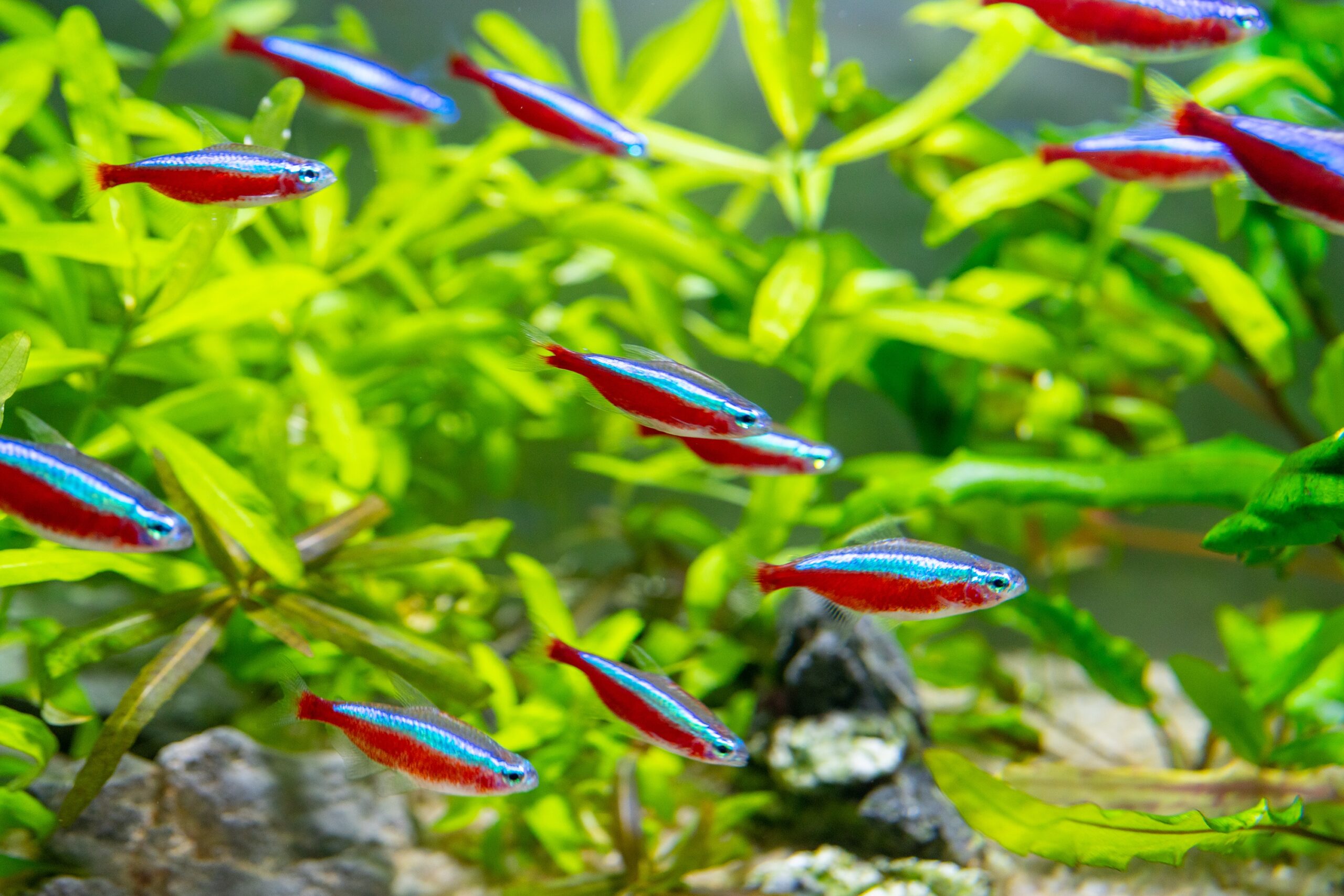 Schwarm von Neonsalmlern im bepflanzten Aquarium