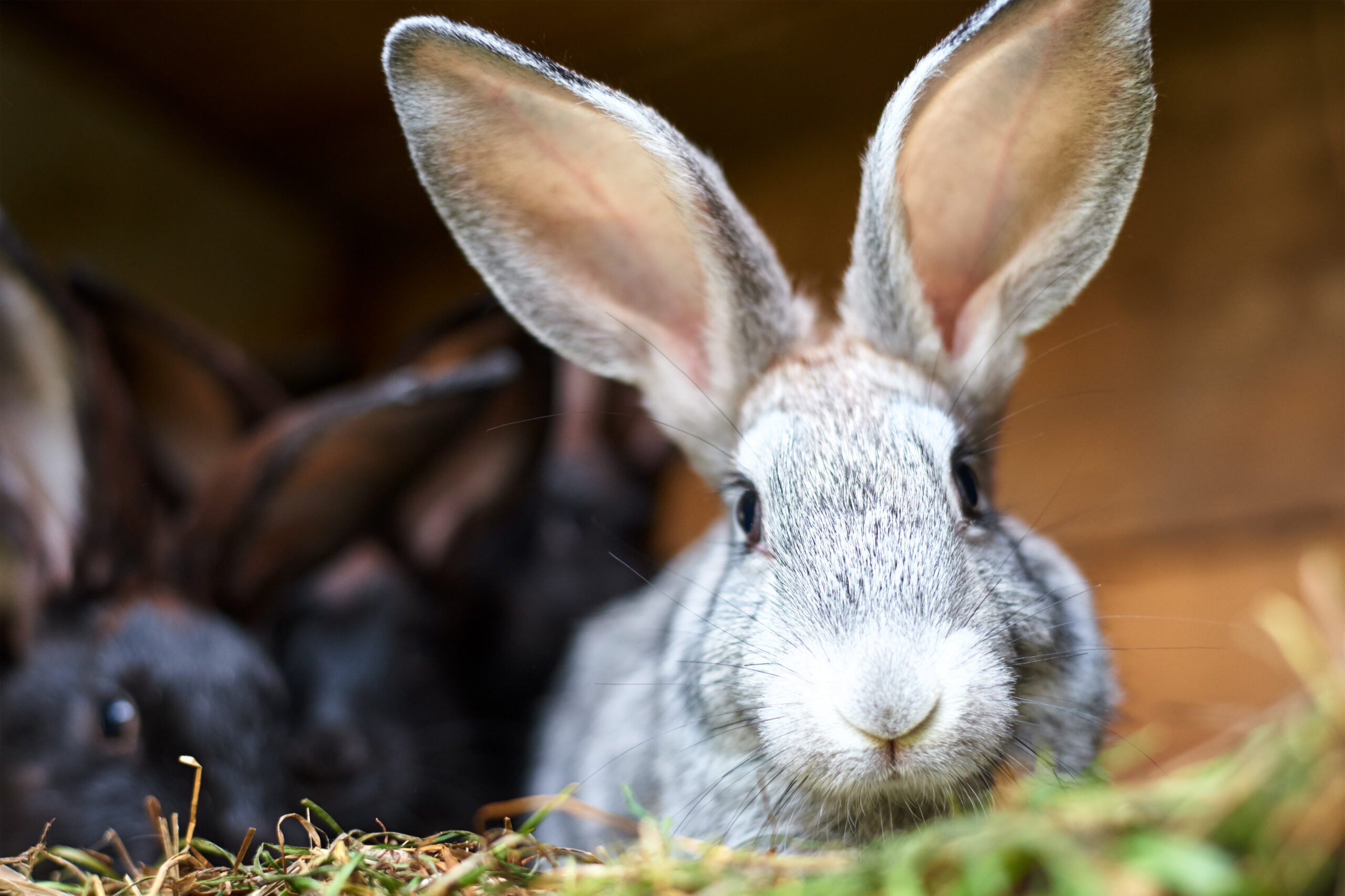 Graues Kaninchen schaut neugierig aus einem mit Heu ausgelegten Gehege