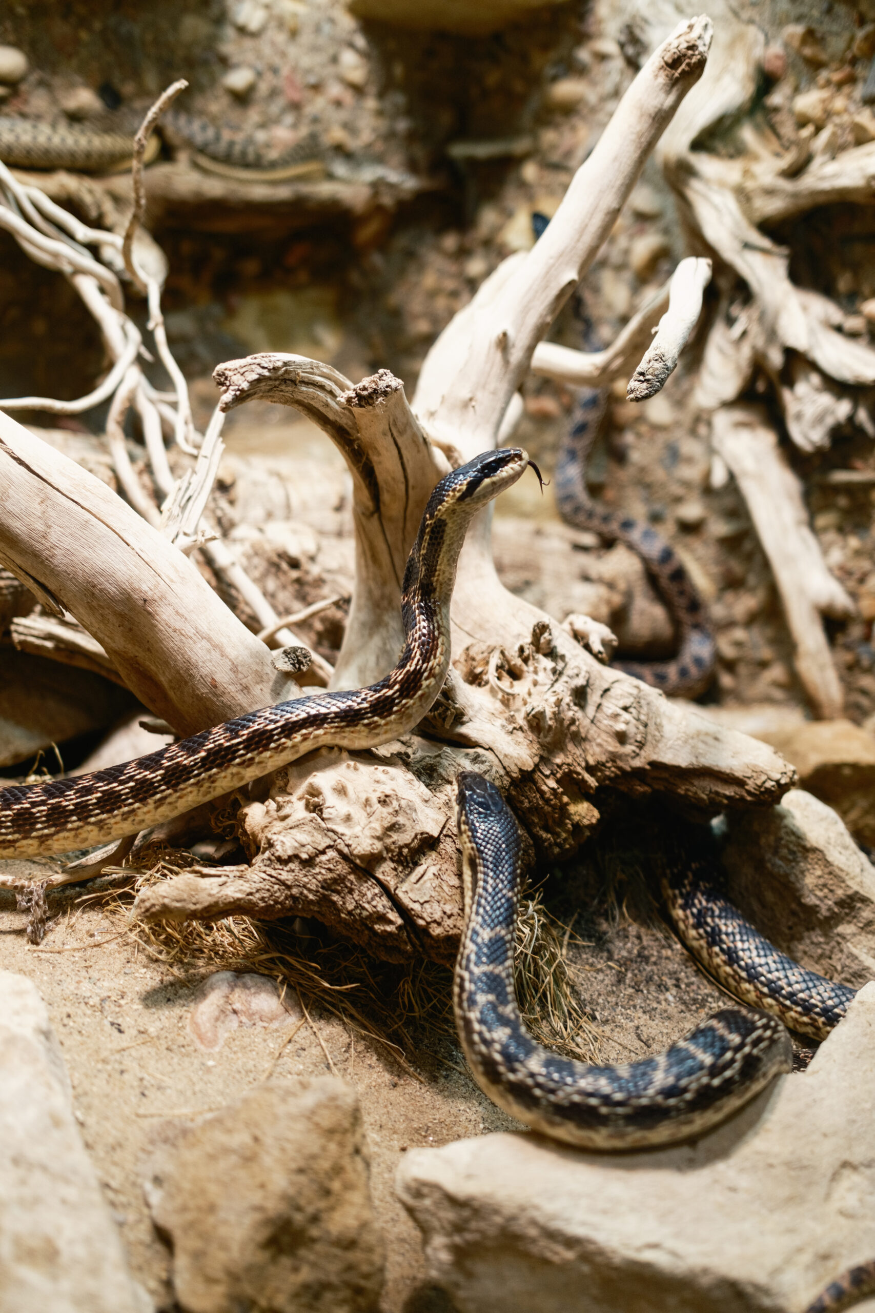 Dunkle Schlange im Wüstenterrarium auf trockenen Ästen