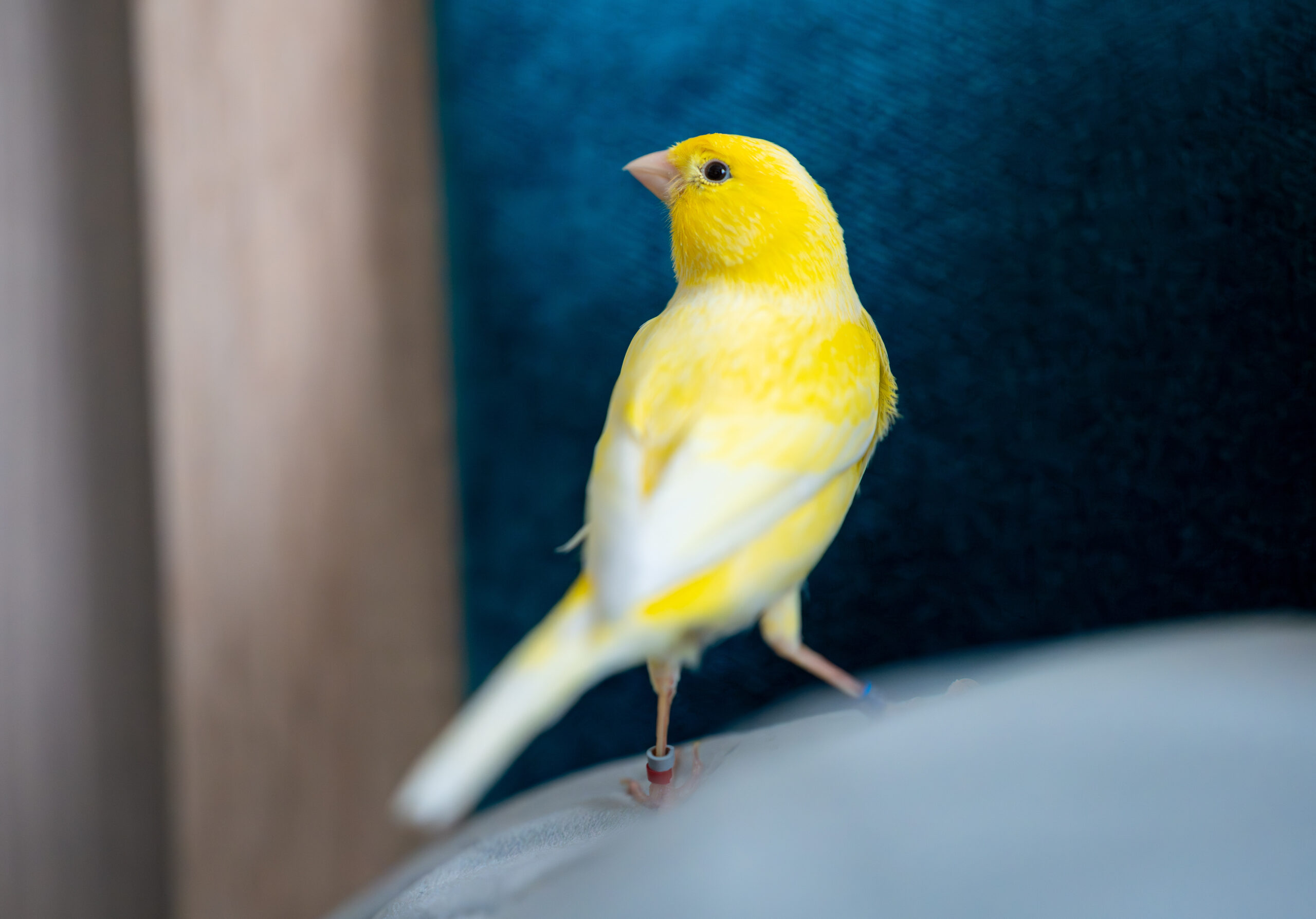 Gelber Kanarienvogel auf einem Sofa – ruhiger Ziervogel für Einsteiger