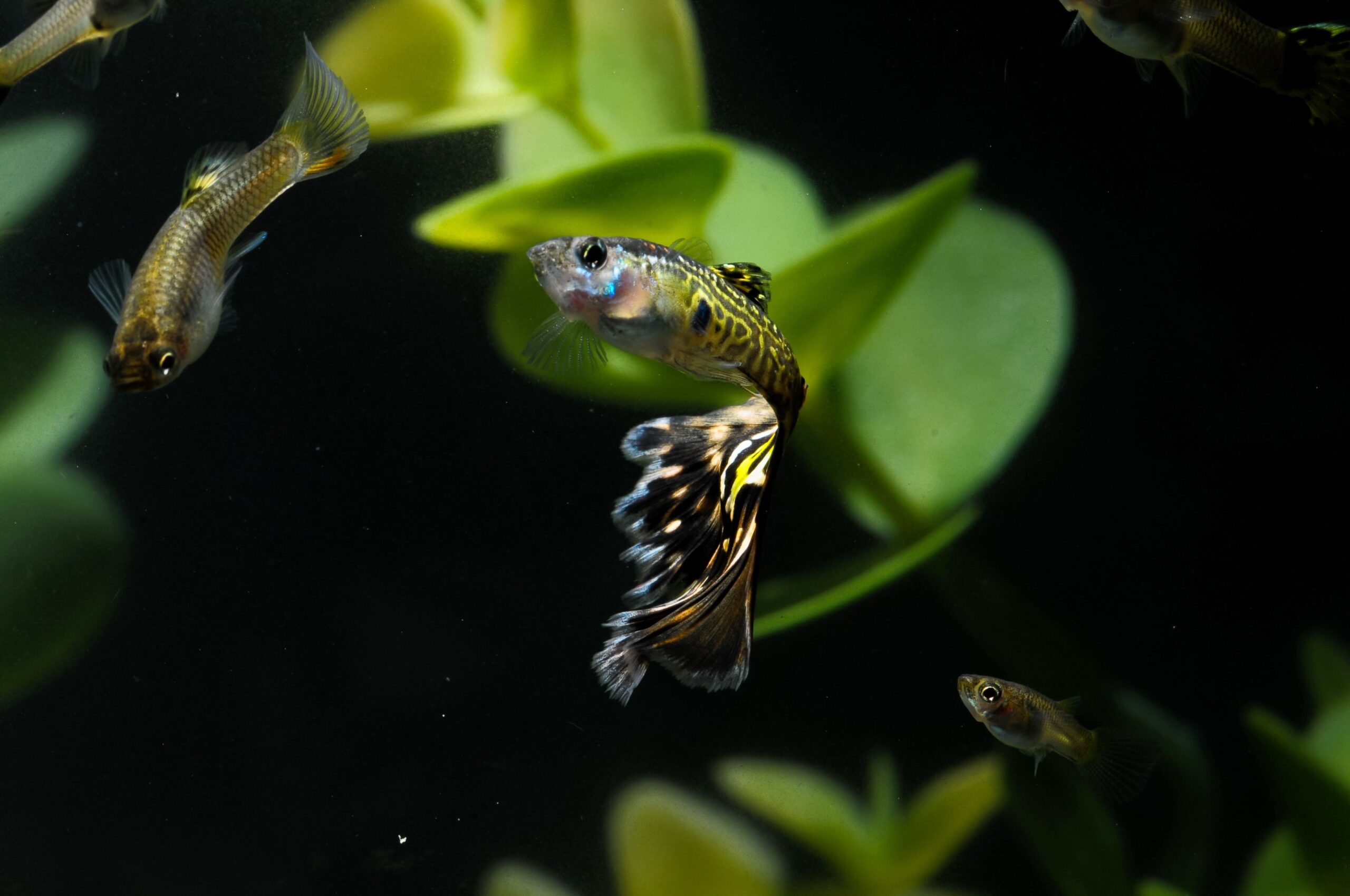 Schwarz-gelb gemusterter Guppy mit Schleierflosse vor Aquarienpflanzen