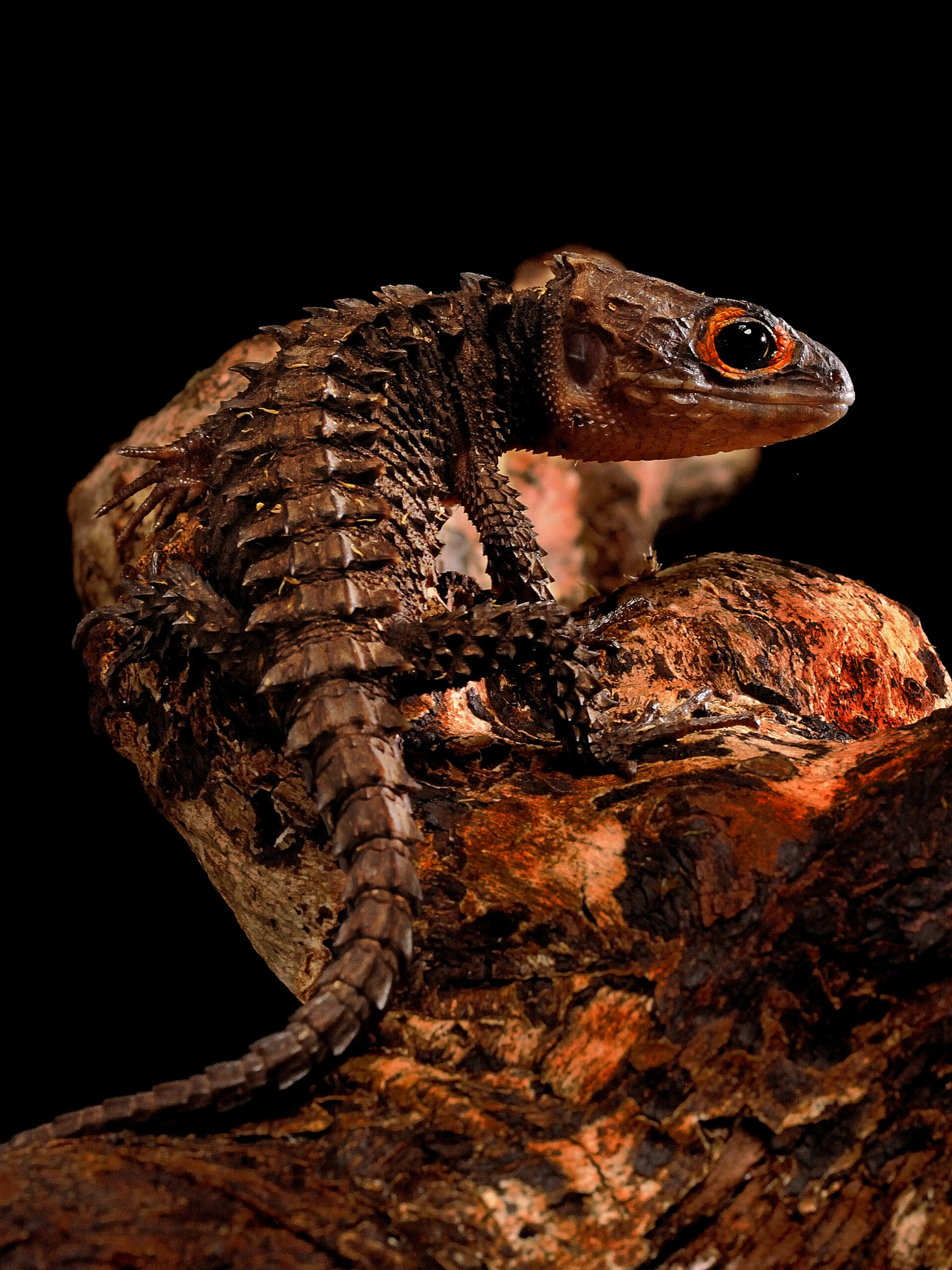 Krokodilteju mit rotem Auge auf Ast im Terrarium