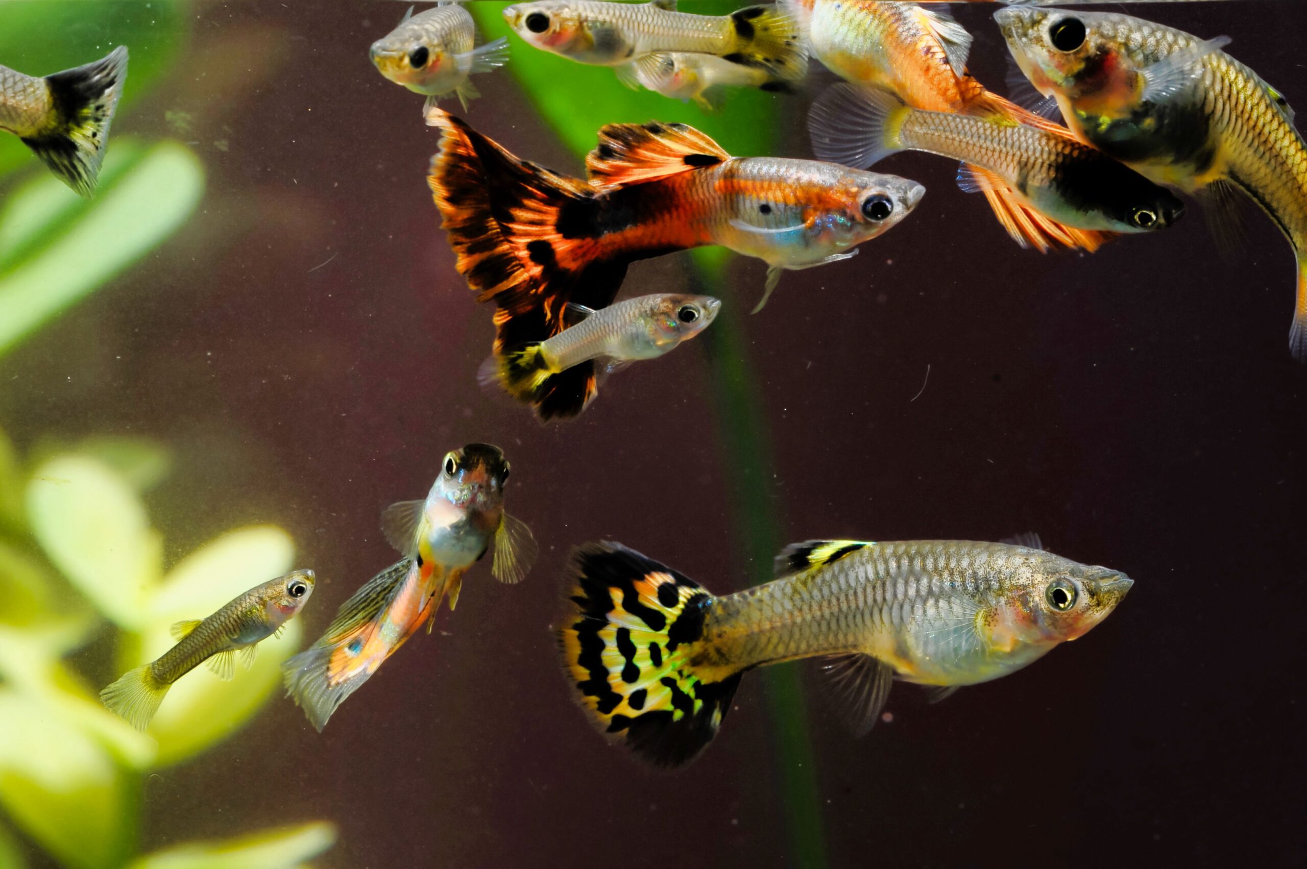 Anfängerfische - Bunte Guppys schwimmen in einem Einsteiger-Aquarium