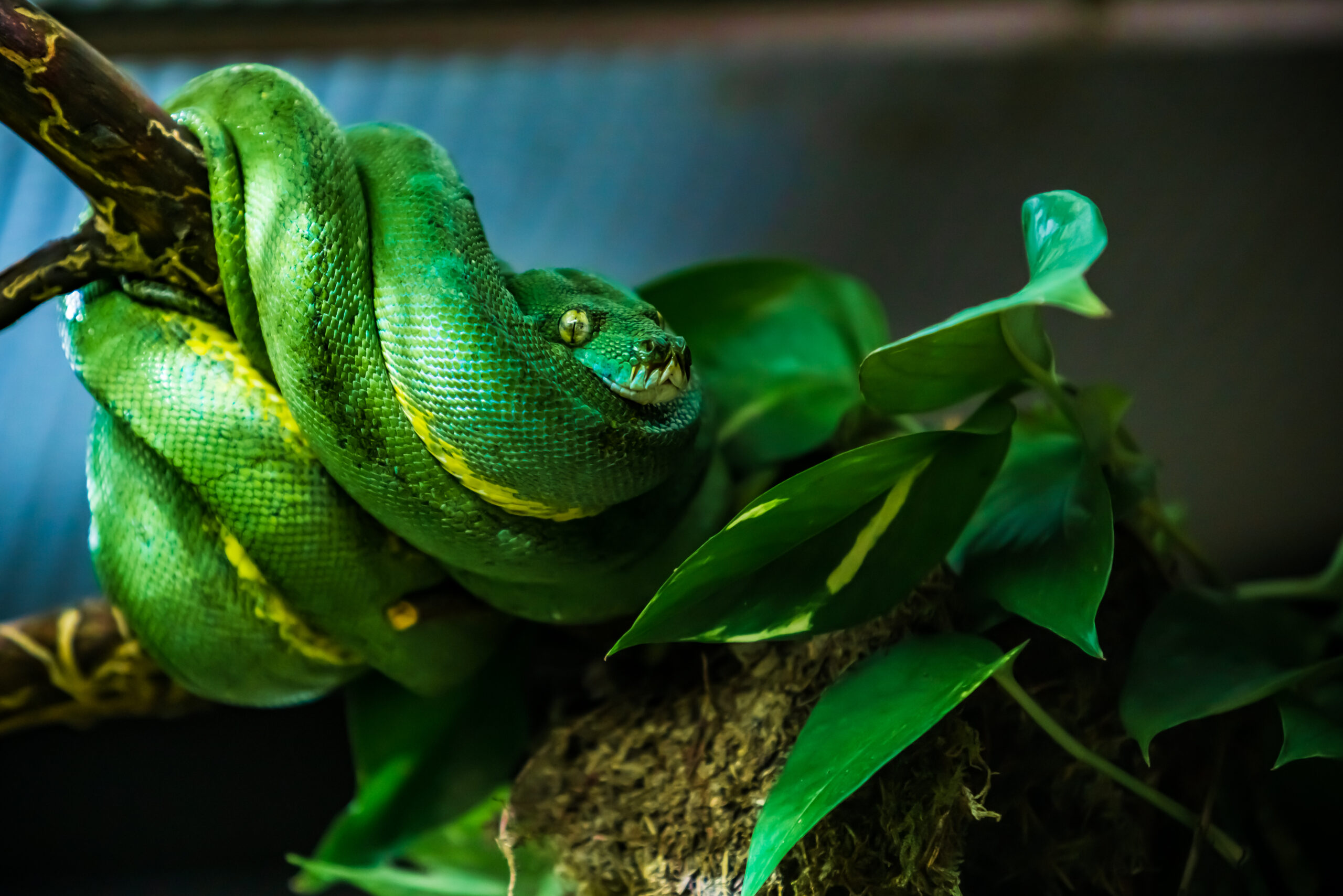 Das perfekte Terrarium - Grüne Baumpython eingerollt auf Ast im Terrarium