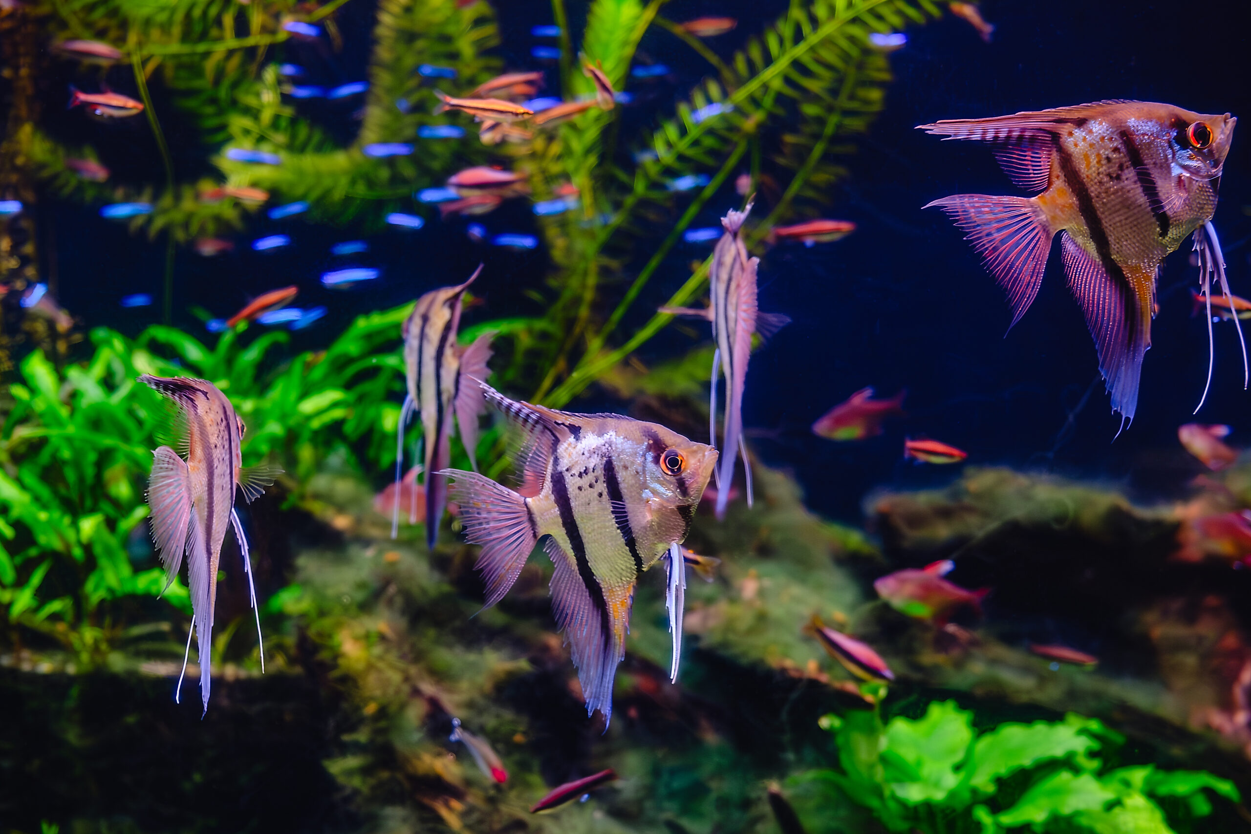 Mehrere Skalare schwimmen in einem dicht bepflanzten Aquarium