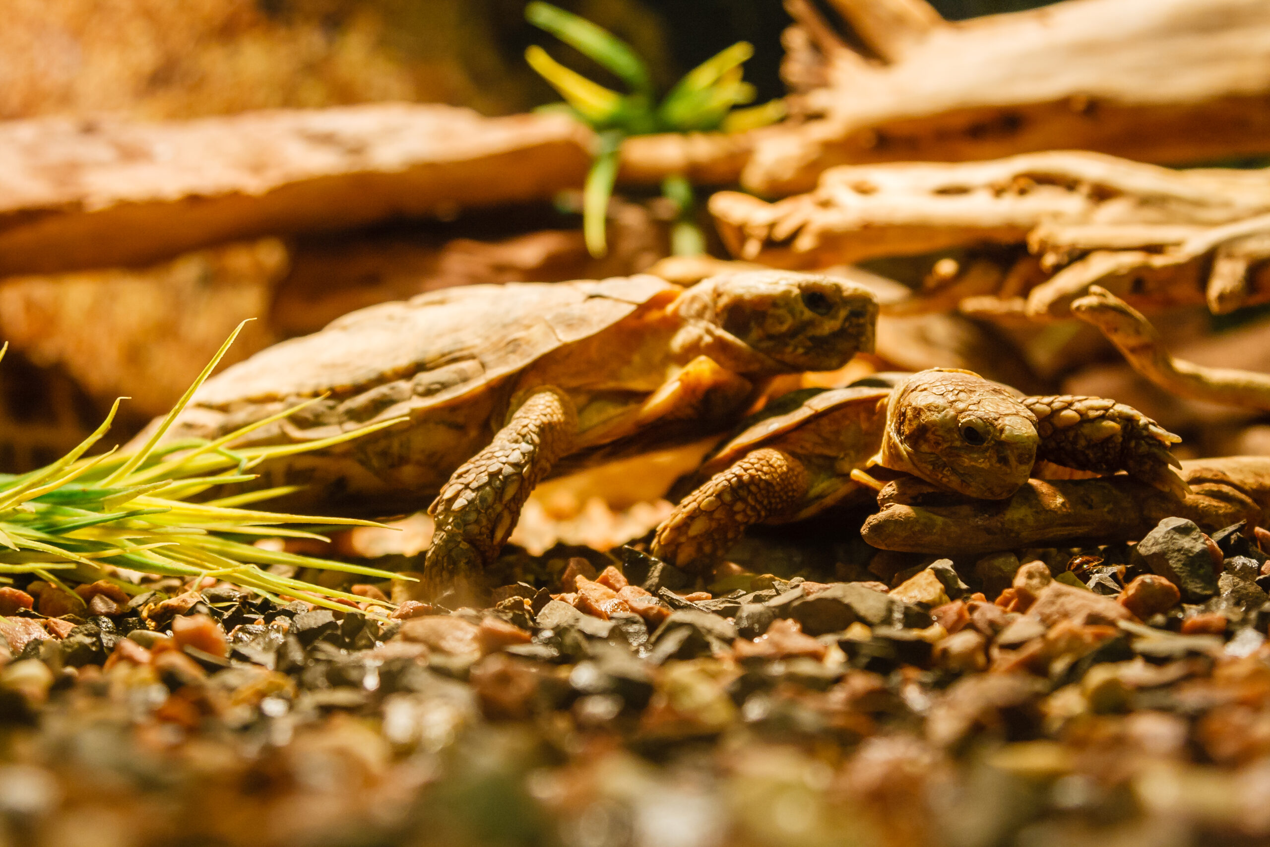 Zwei Spornschildkröten im Terrarium auf Kiesboden