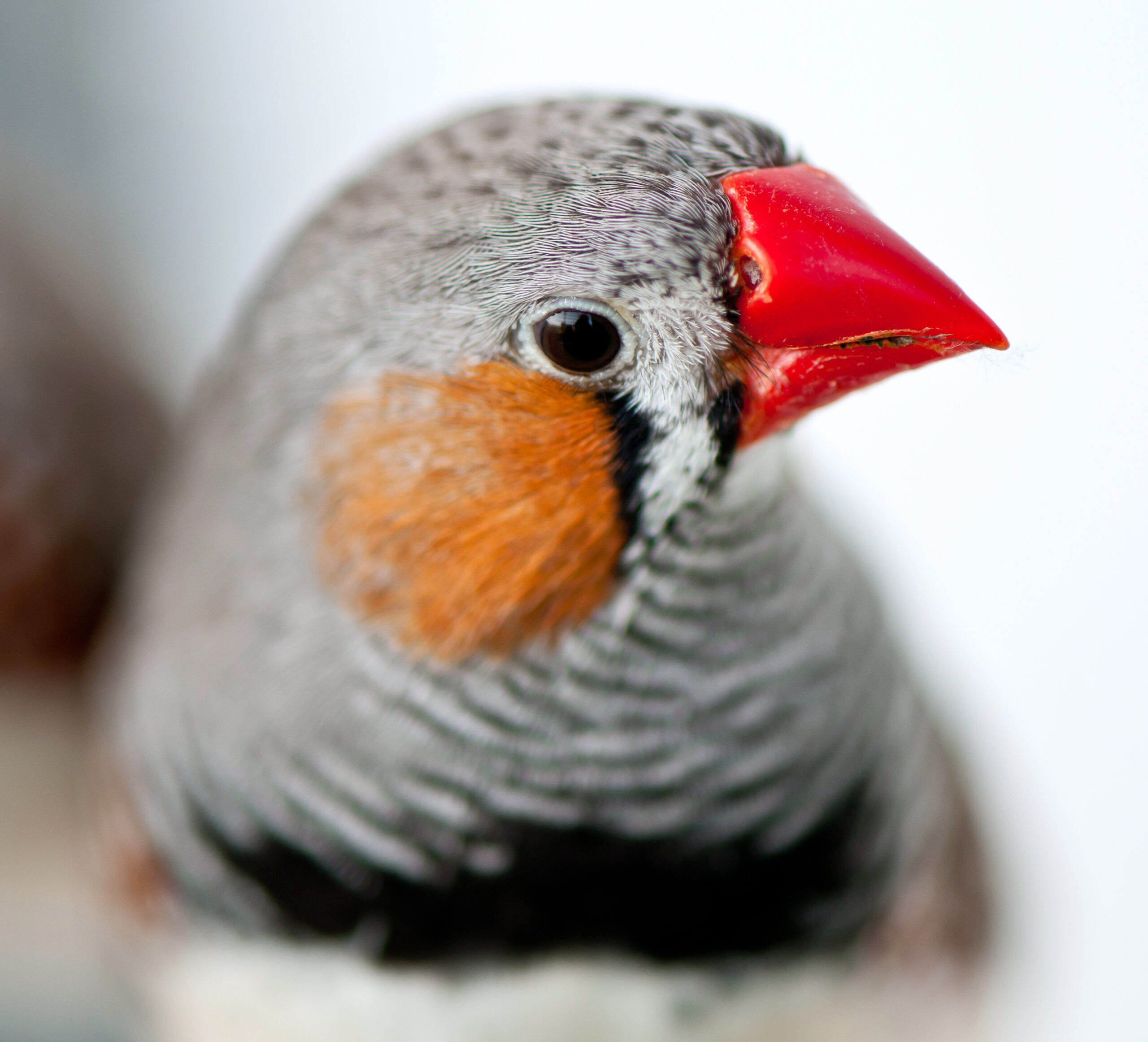 Zebrafink mit rotem Schnabel und orangefarbener Wange – lebhafter Ziervogel für Beobachter