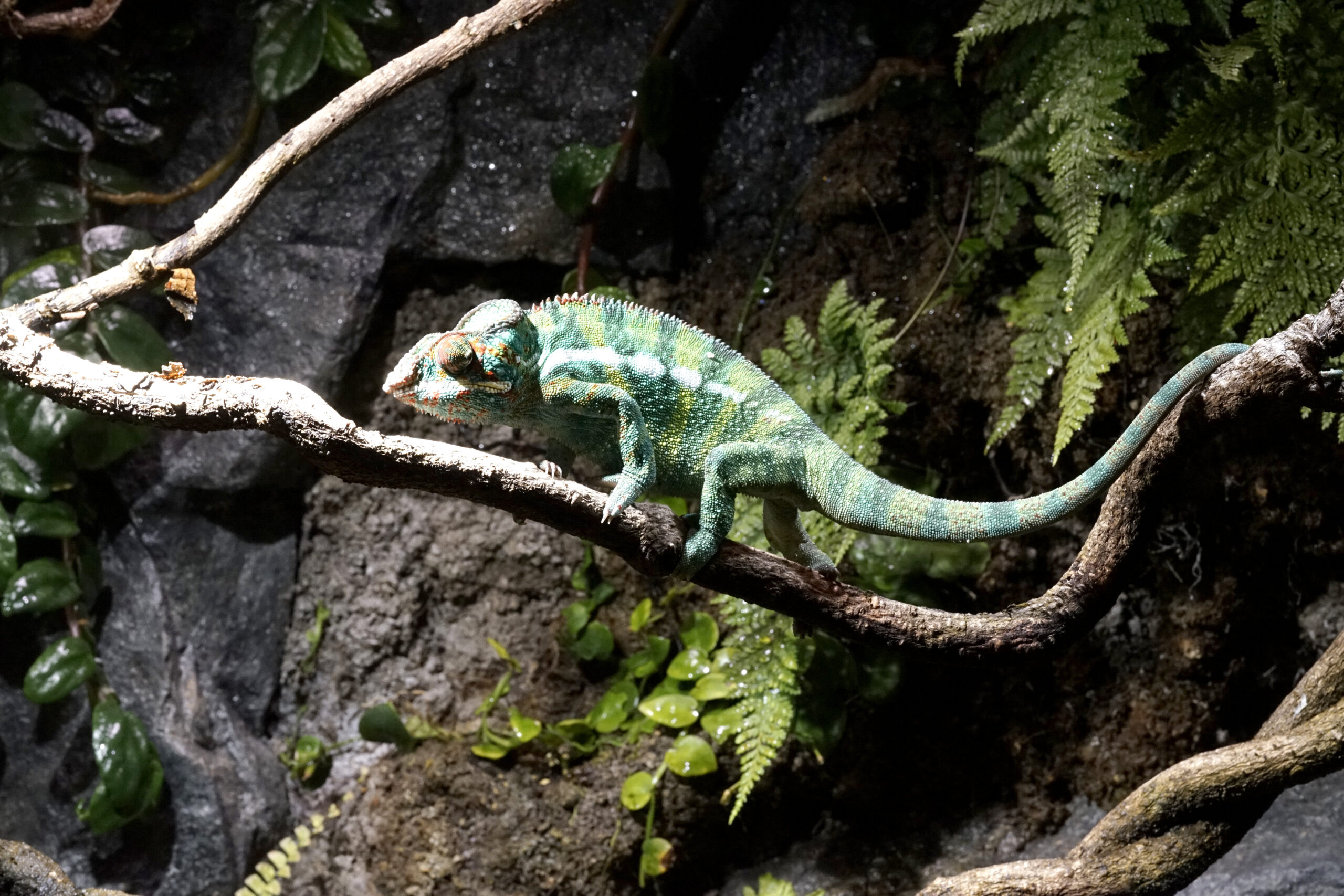 Chamäleon sitzt auf Ast in einem naturgetreu eingerichteten Terrarium