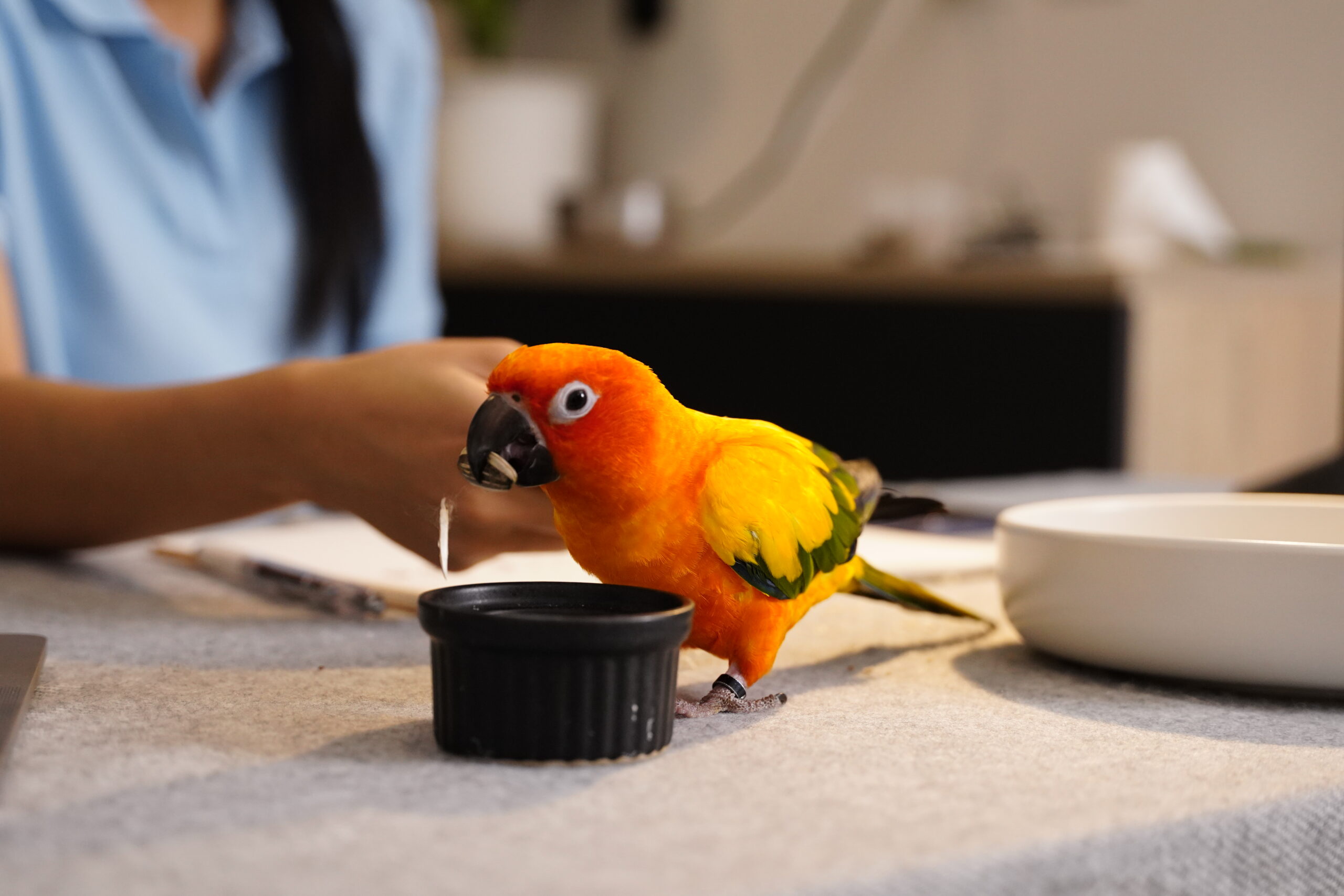 Ein Sittich mit gelbem und orangem Gefieder sitzt auf einem Tisch und frisst aus einem Napf