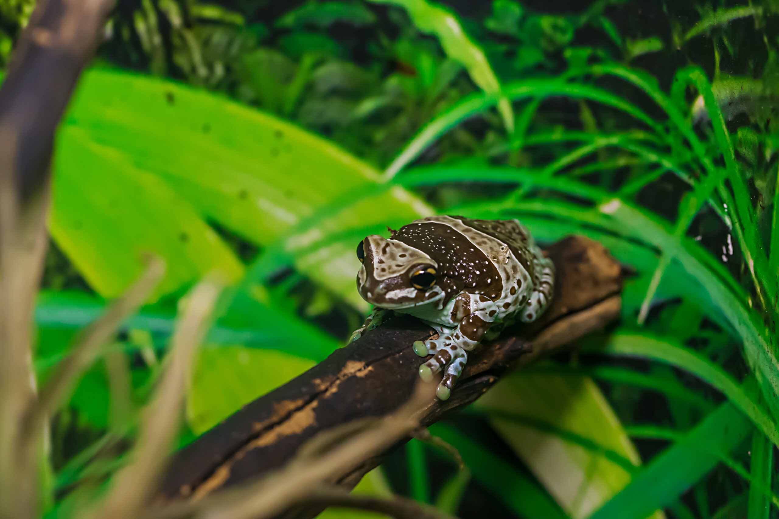 Amazonas-Milchfrosch auf einem Ast in einem bepflanzten Terrarium
