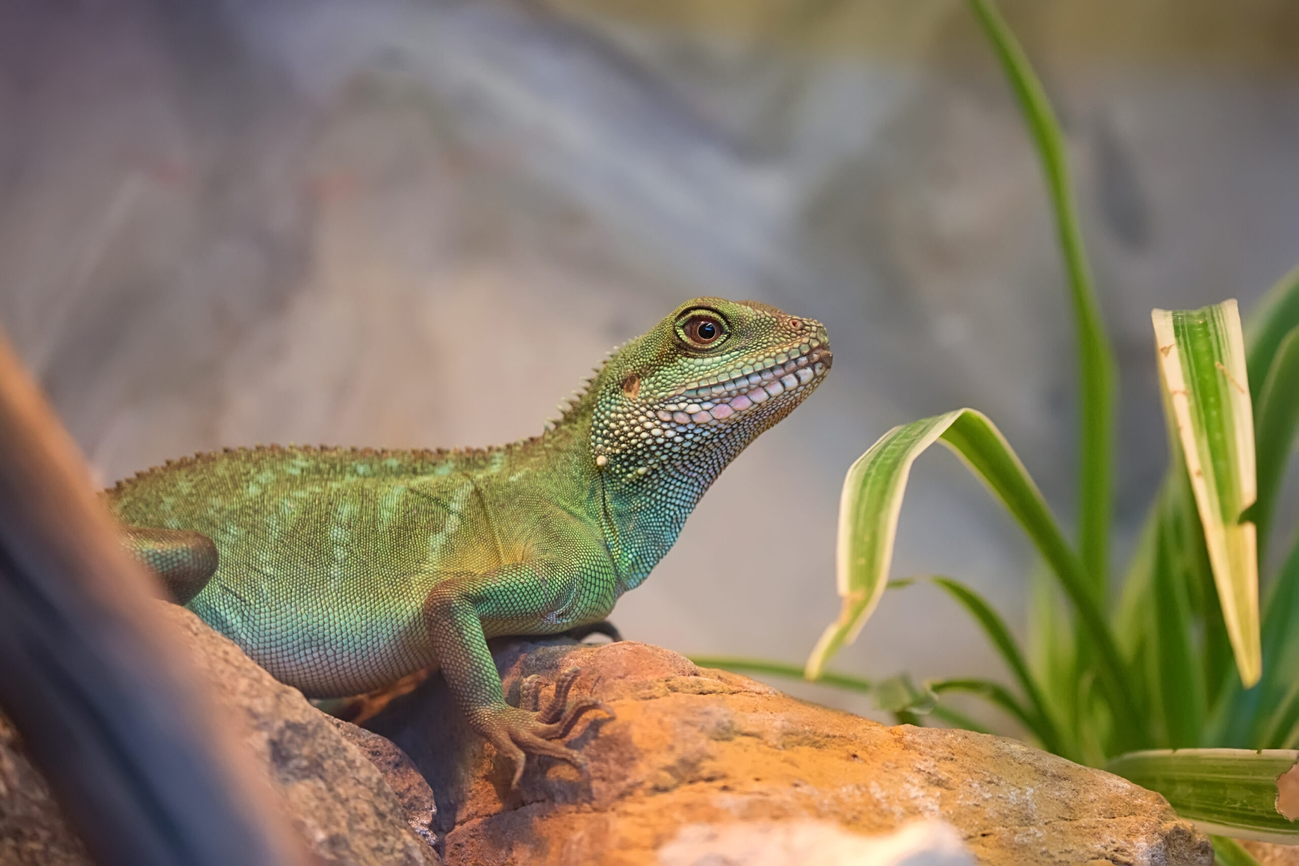 Grüner Wasseragame sitzt auf Felsen im Terrarium mit Pflanzen
