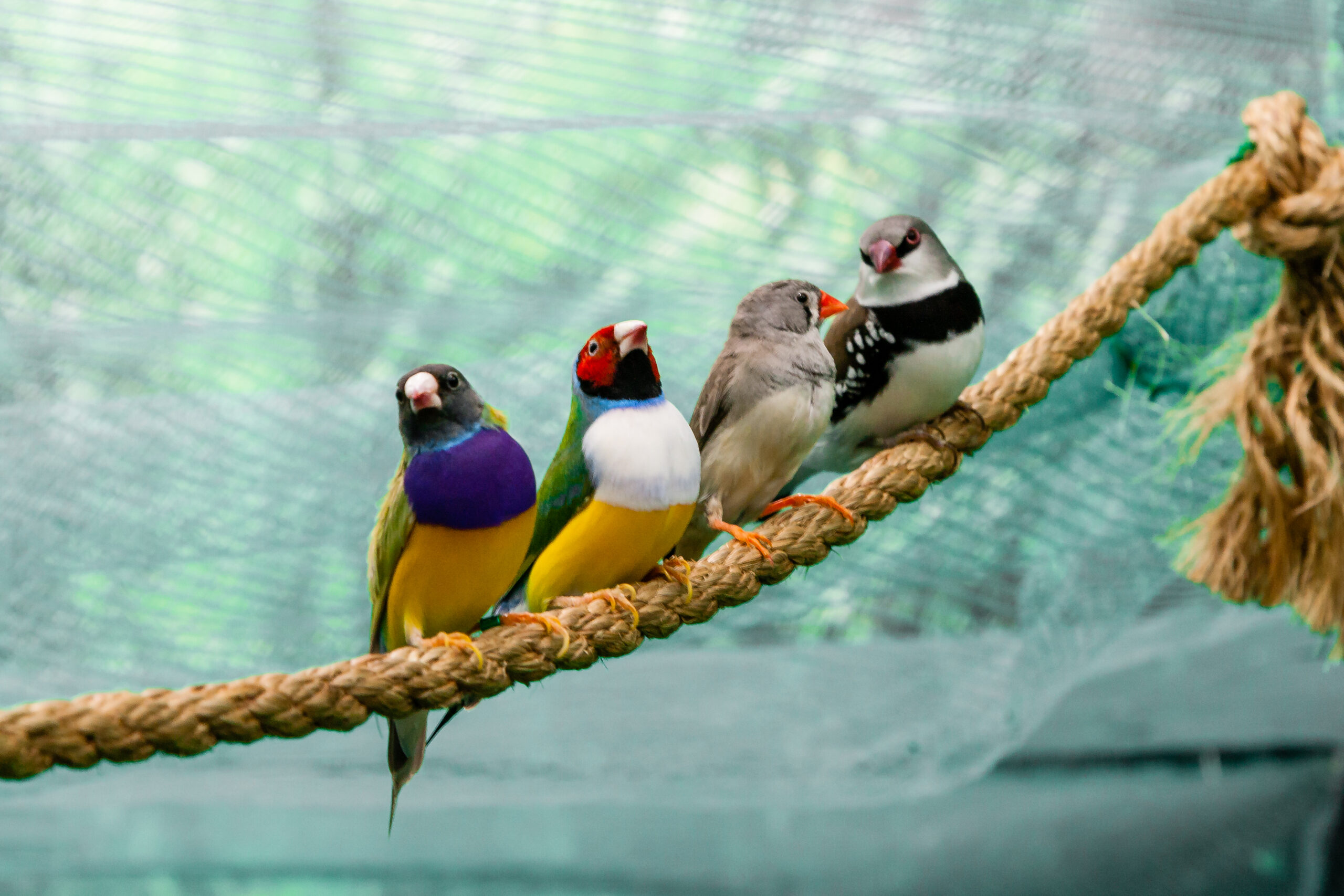 Mehrere bunte Ziervögel sitzen gemeinsam auf einem dicken Seil in einer geräumigen Voliere
