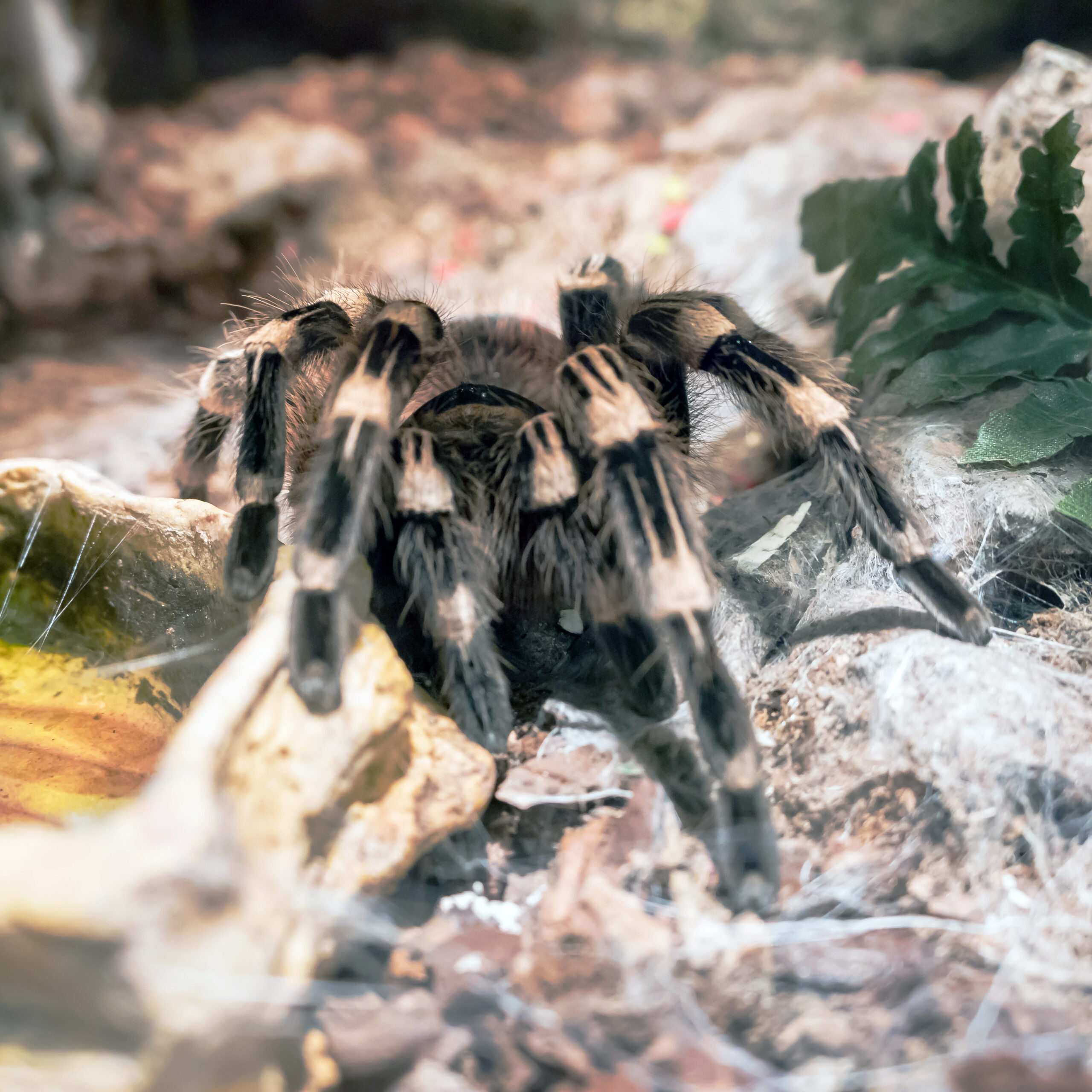 Vogelspinne sitzt im Terrarium auf Bodengrund mit Wasser- und Pflanzendekoration