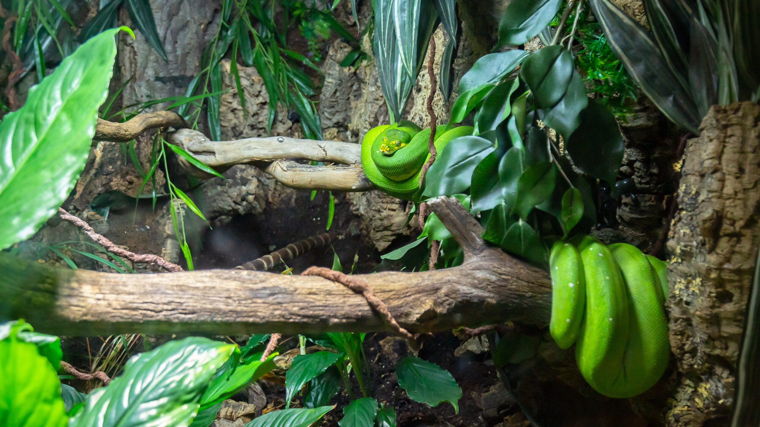 Grüne Baumpython eingerollt auf Ast in einem naturgetreu eingerichteten Terrarium