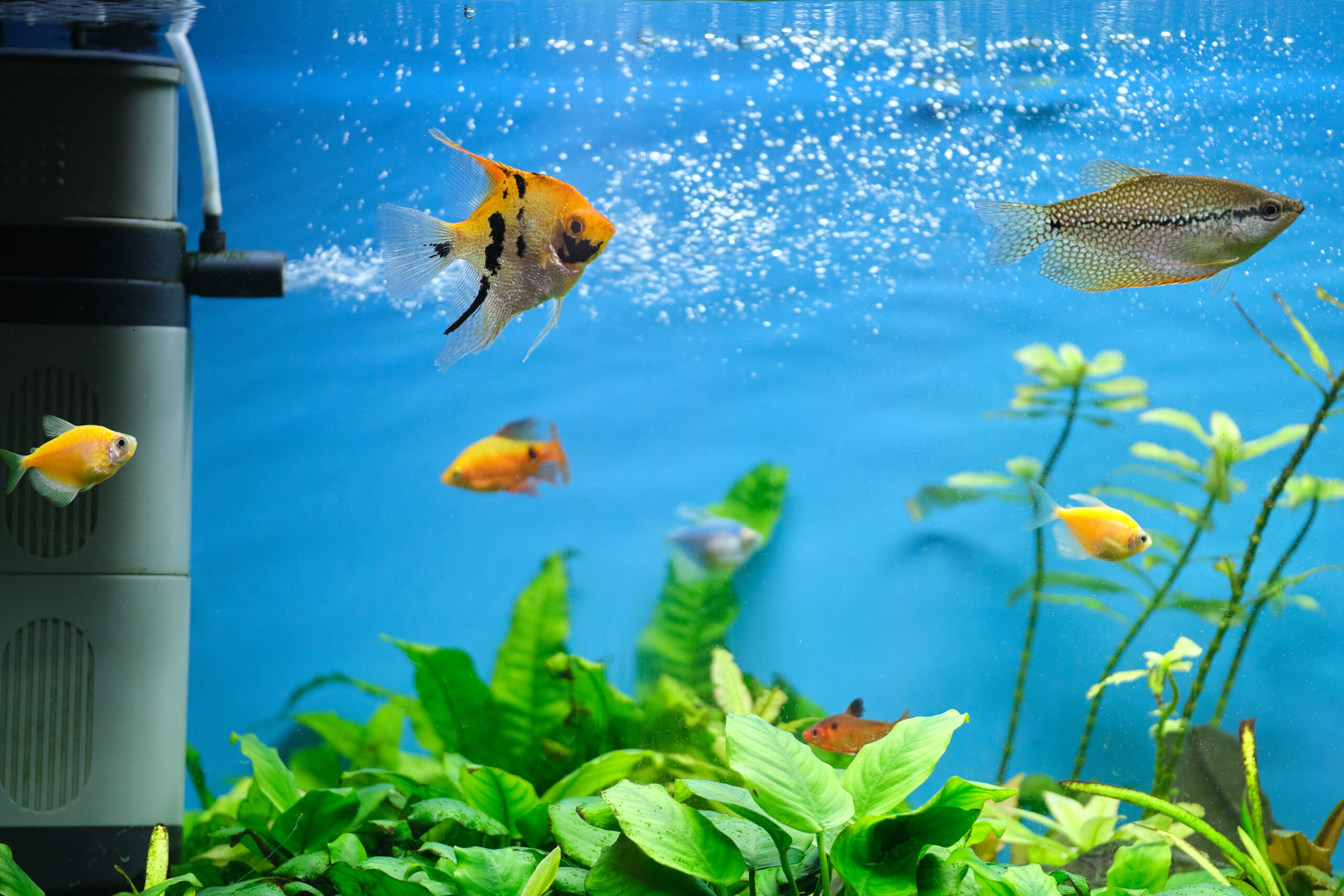 Bunte Zierfische schwimmen in bepflanztem Aquarium mit Filter