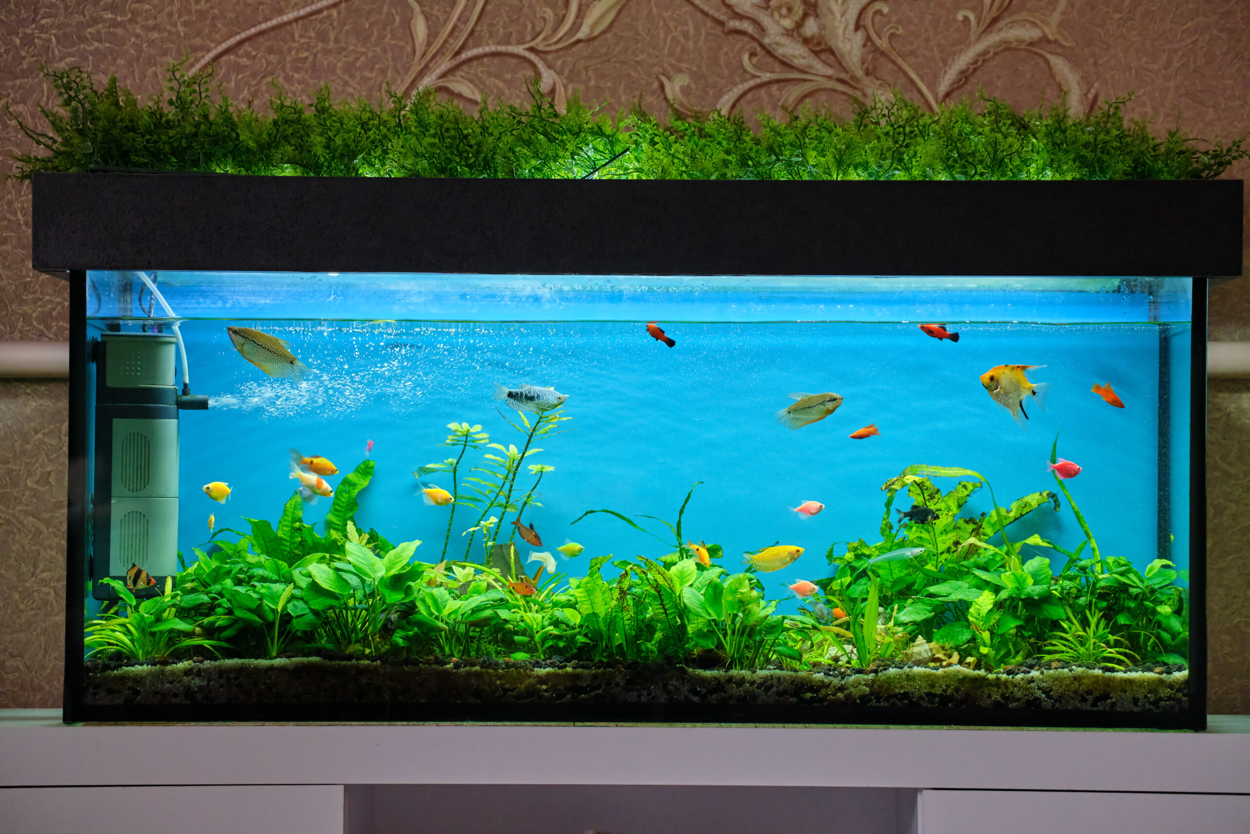 Aquarium mit bunten Zierfischen und üppigen Wasserpflanzen