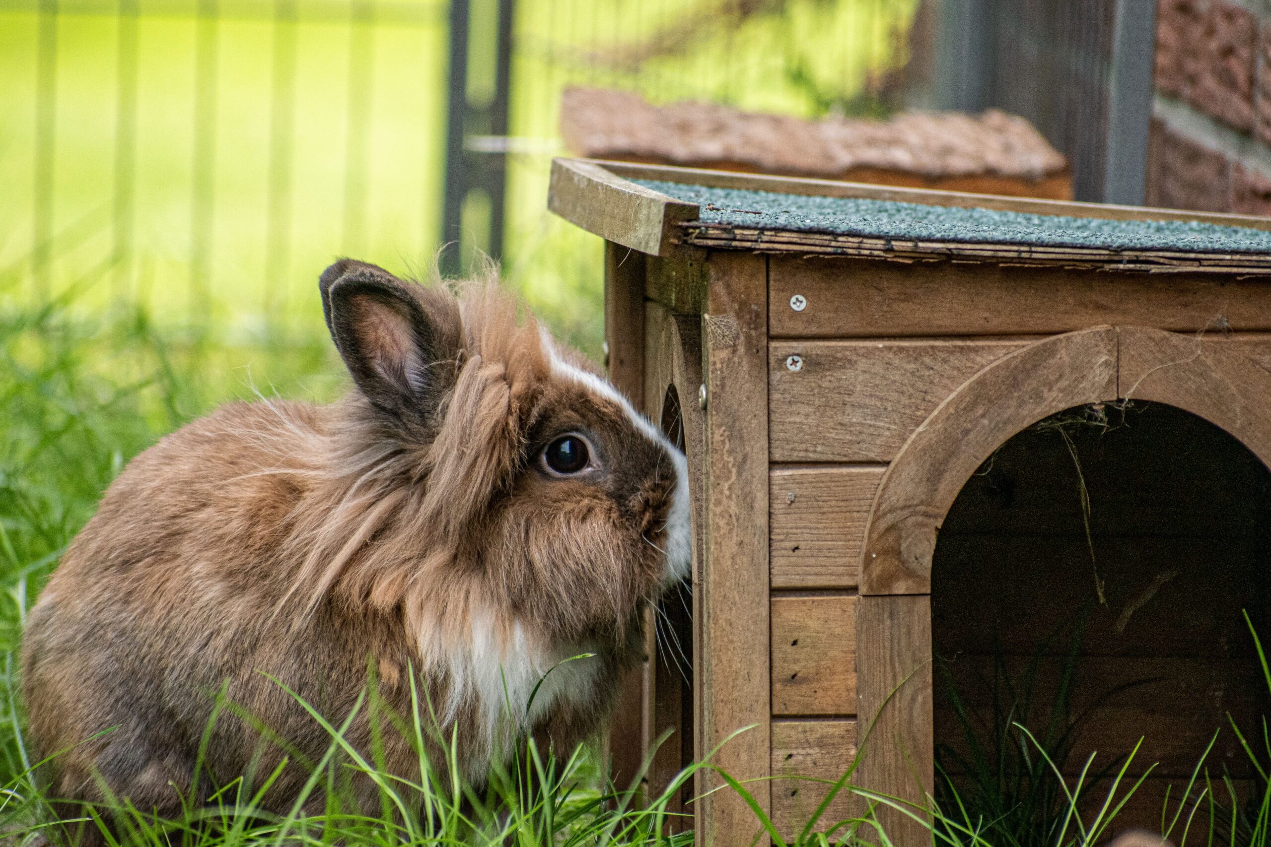 Löwenkopfkaninchen erkundet Holzhaus im Garten – artgerechte Haltung für Anfänger