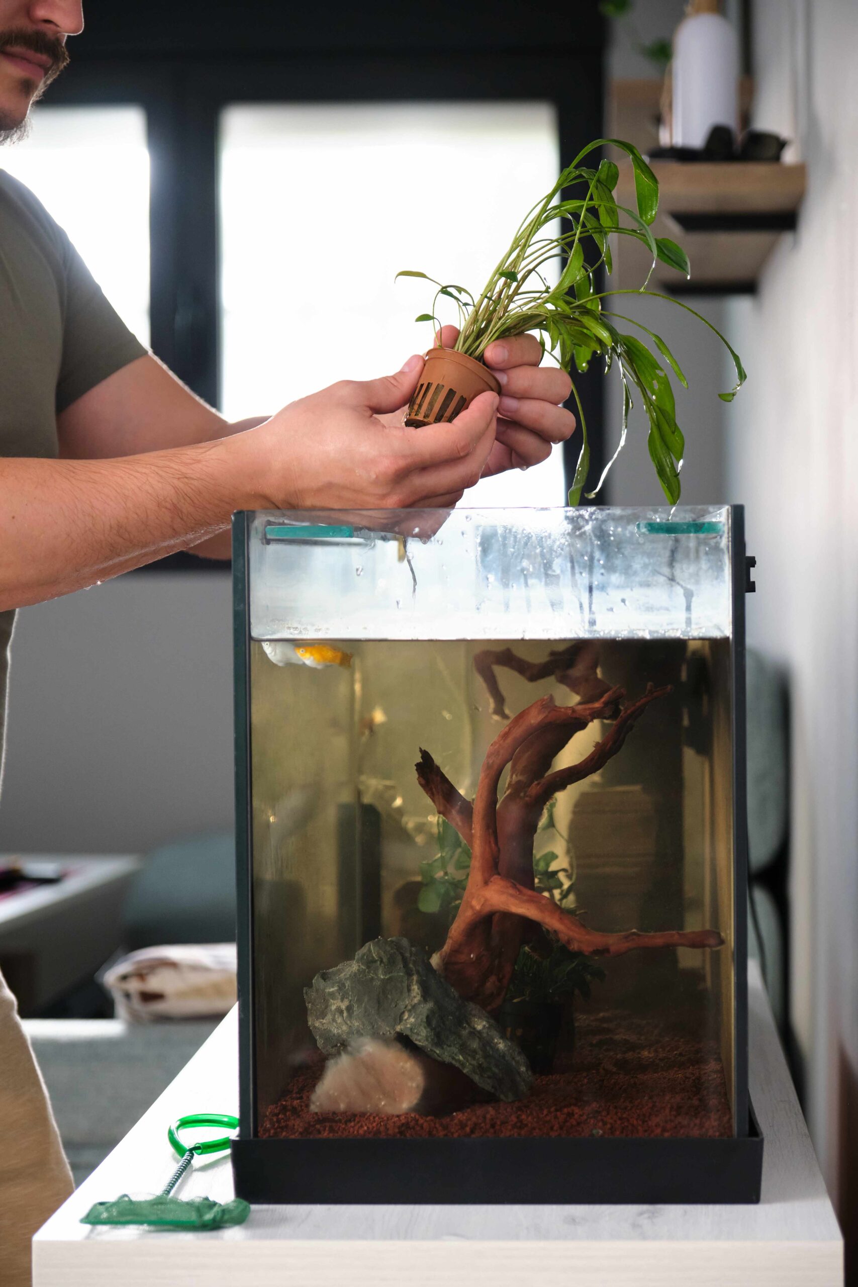 Mann pflanzt neue Aquarienpflanze in ein eingerichtetes Aquarium