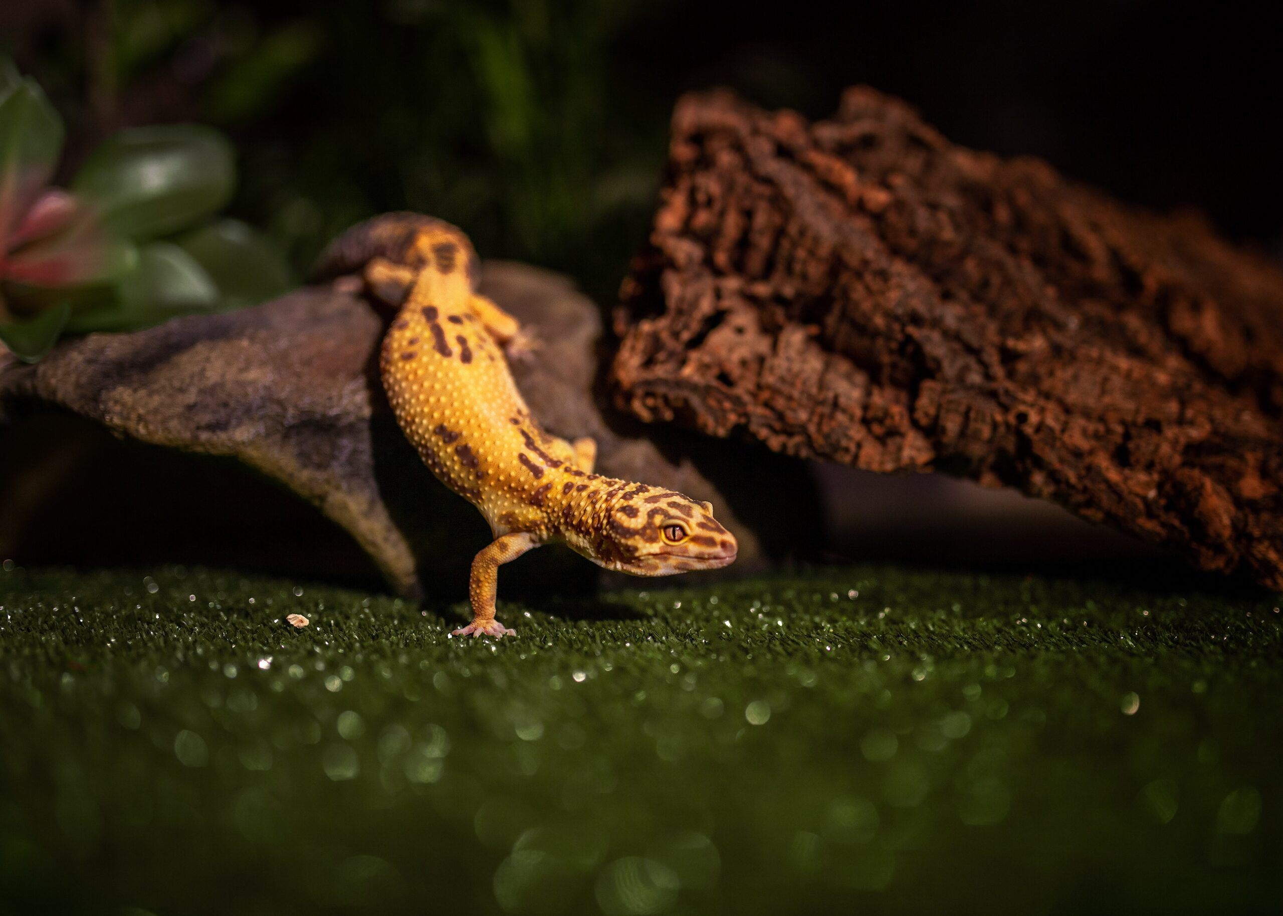 Leopardgecko erkundet sein Terrarium mit Korkrinde und Dekosteinen