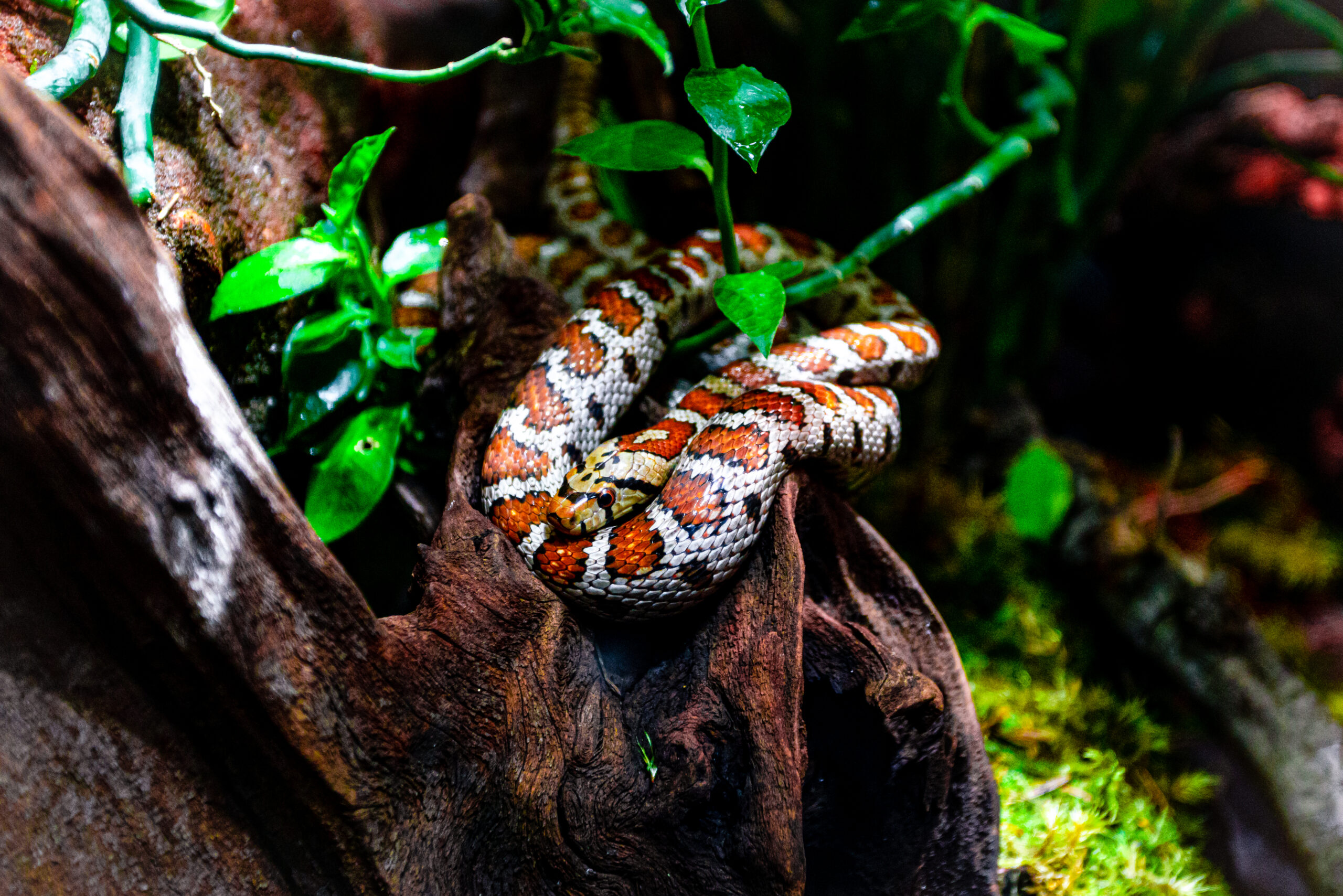 Kornnatter auf Ast in einem Terrarium mit natürlicher Bepflanzung