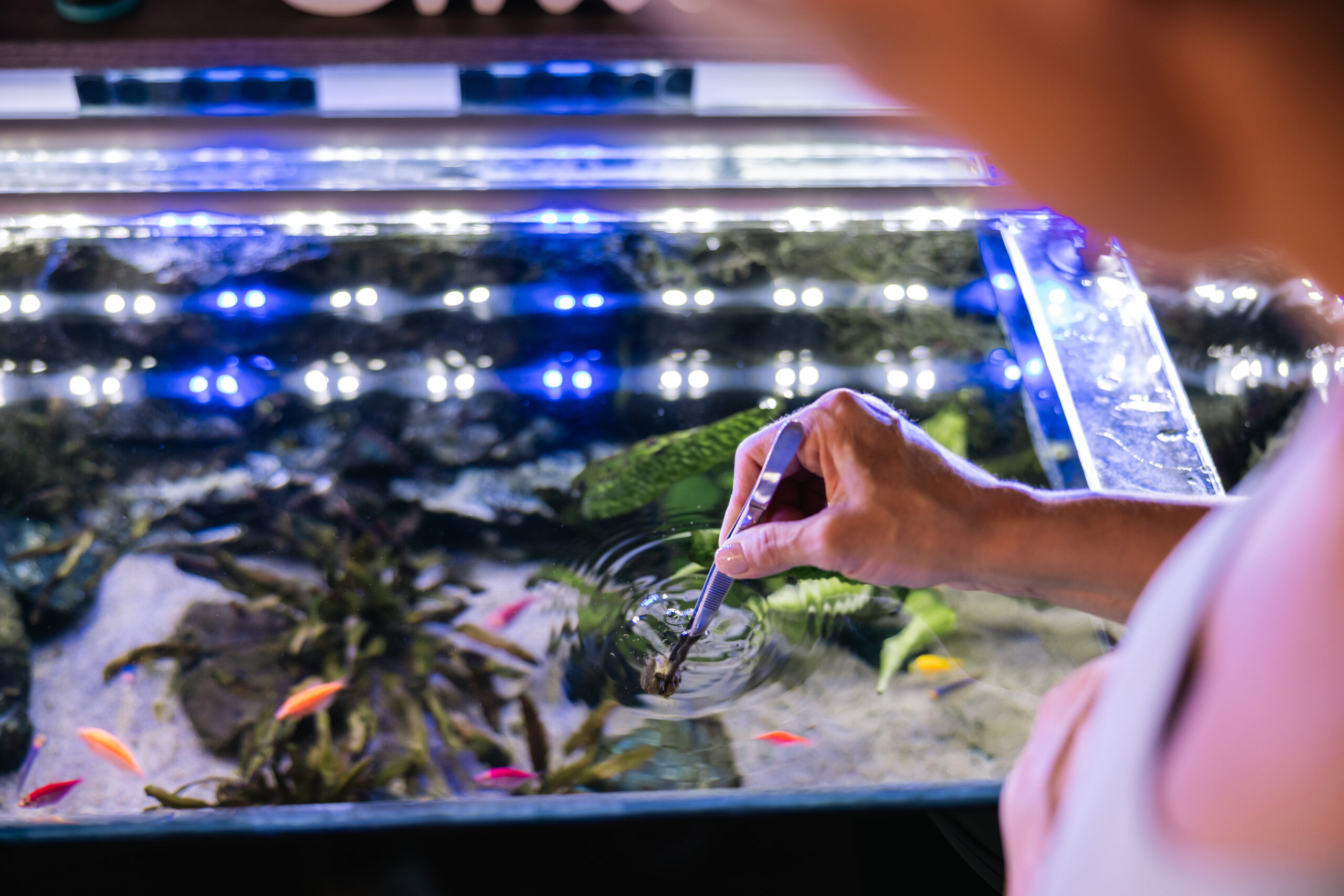 Frau füttert Zierfische im Aquarium mit Pinzette