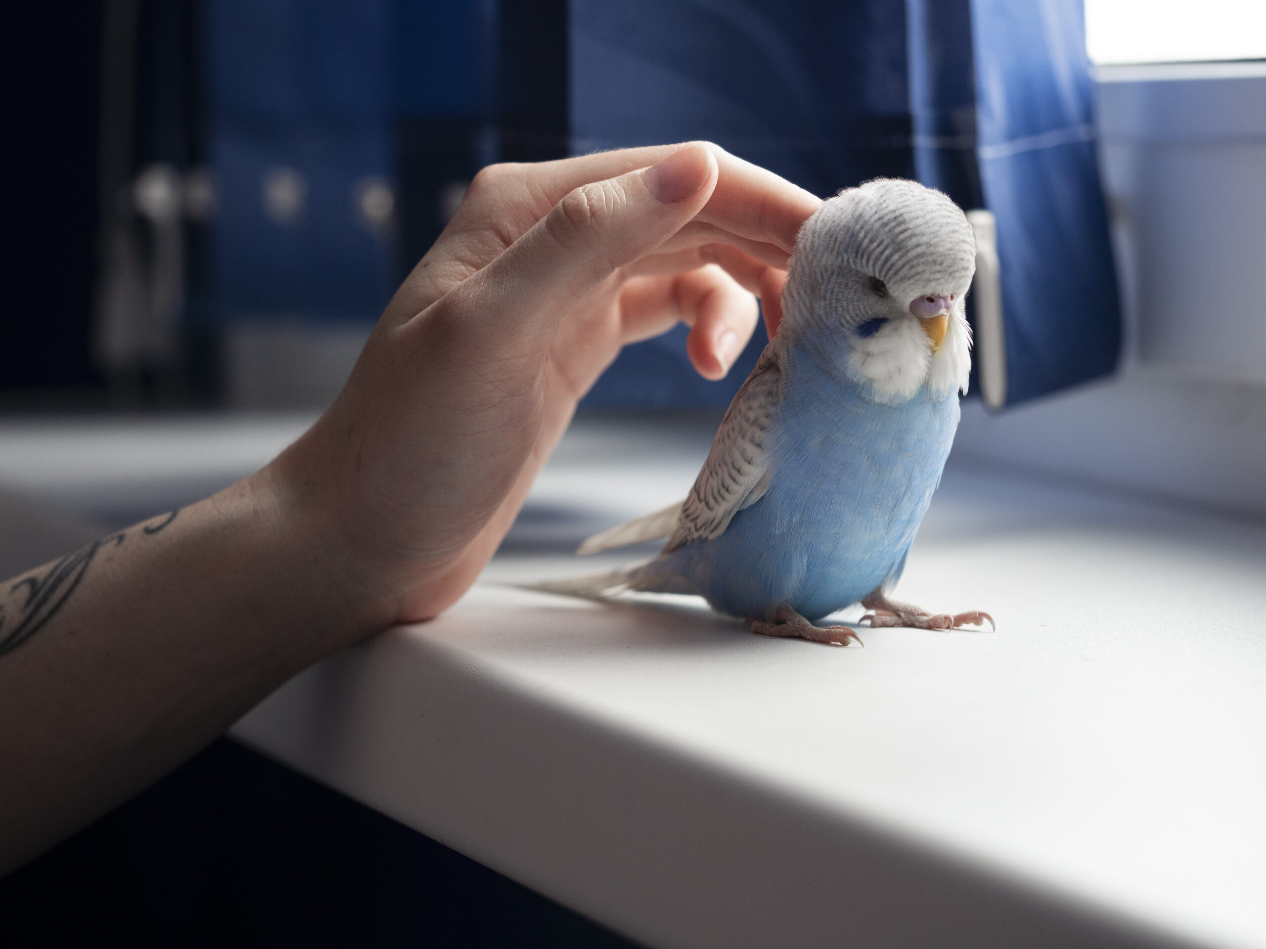 Hand streichelt blauen Wellensittich am Fensterbrett – Beispiel für artgerechte Ziervogelhaltung