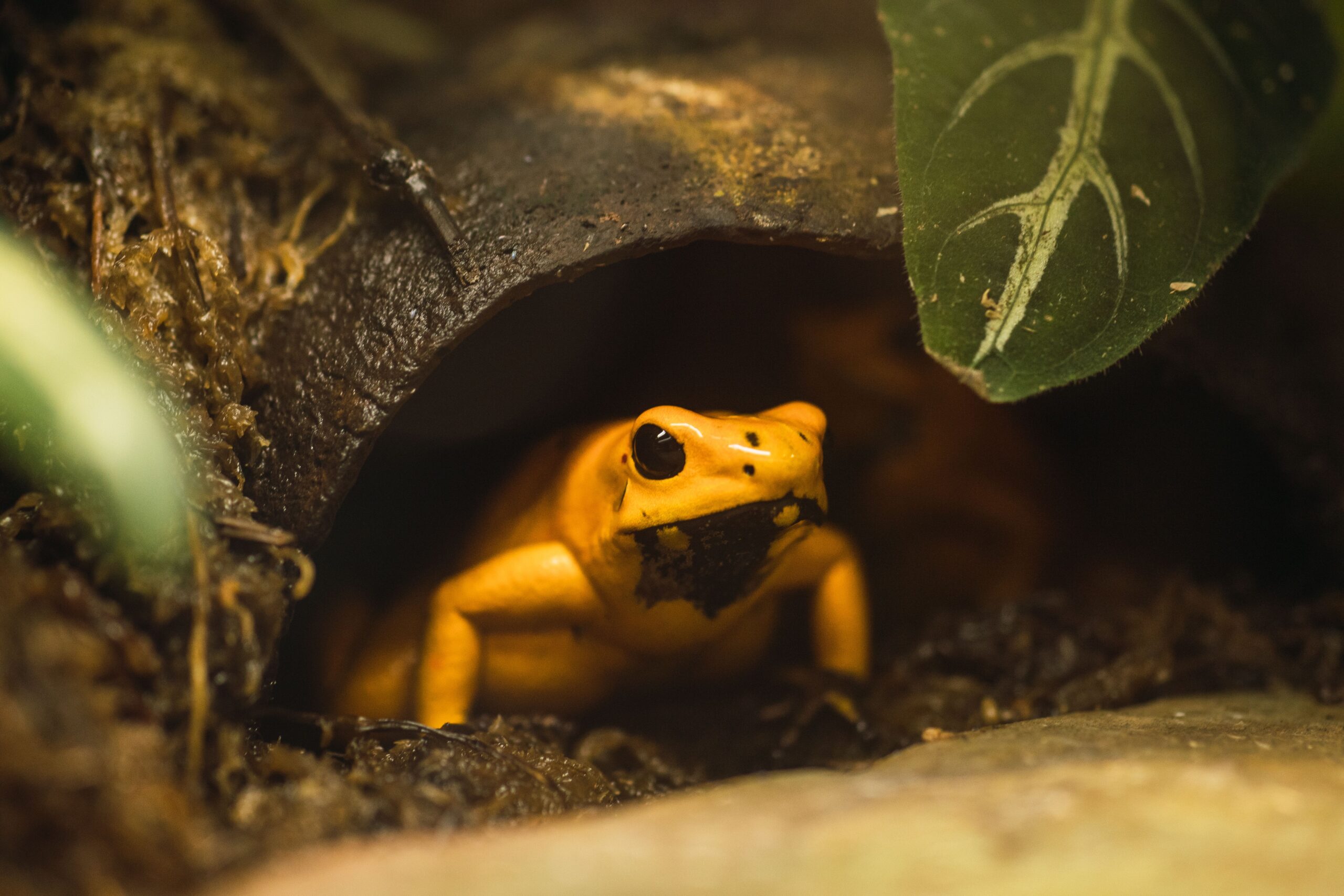 Gelber Frosch im Terrarium – Amphibien artgerecht halten und Rückzugsorte schaffen