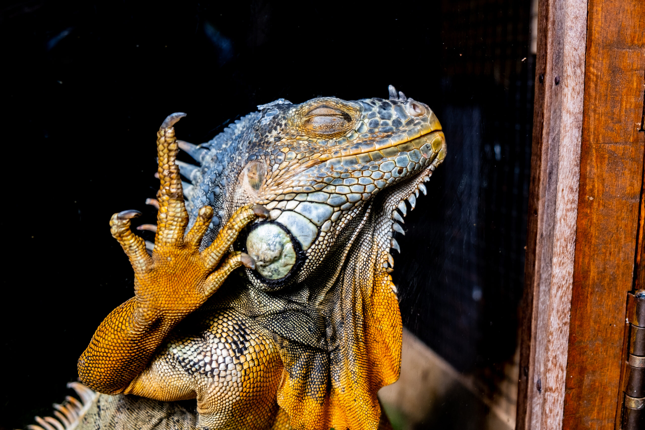 Grüner Leguan im Terrarium – tagaktive Reptilien mit speziellen Licht- und Wärmebedürfnissen