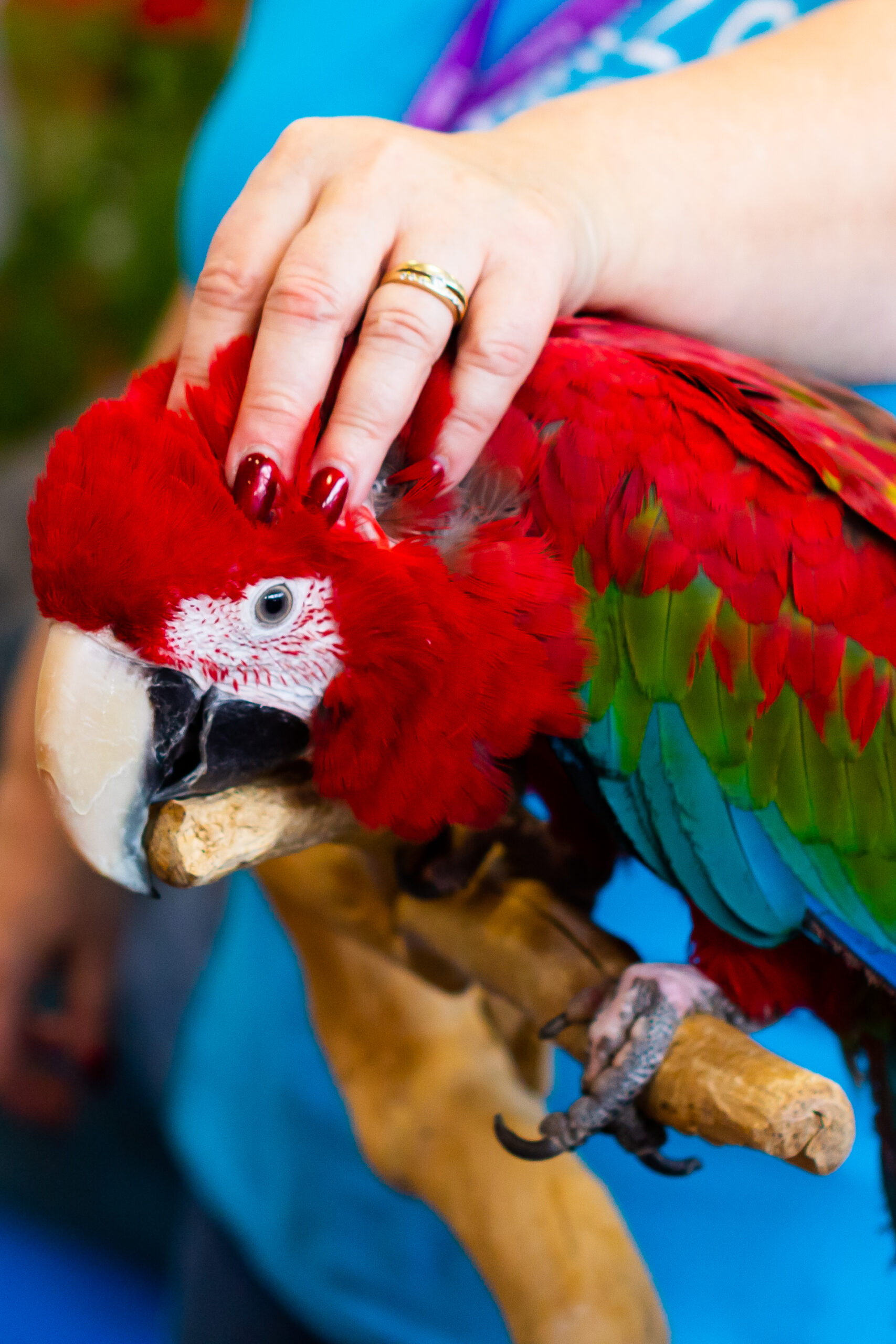 Nahaufnahme eines farbenprächtigen Aras, der von einer Hand am Kopf gestreichelt wird – Beispiel für Zuwendung in der Ziervogelhaltung