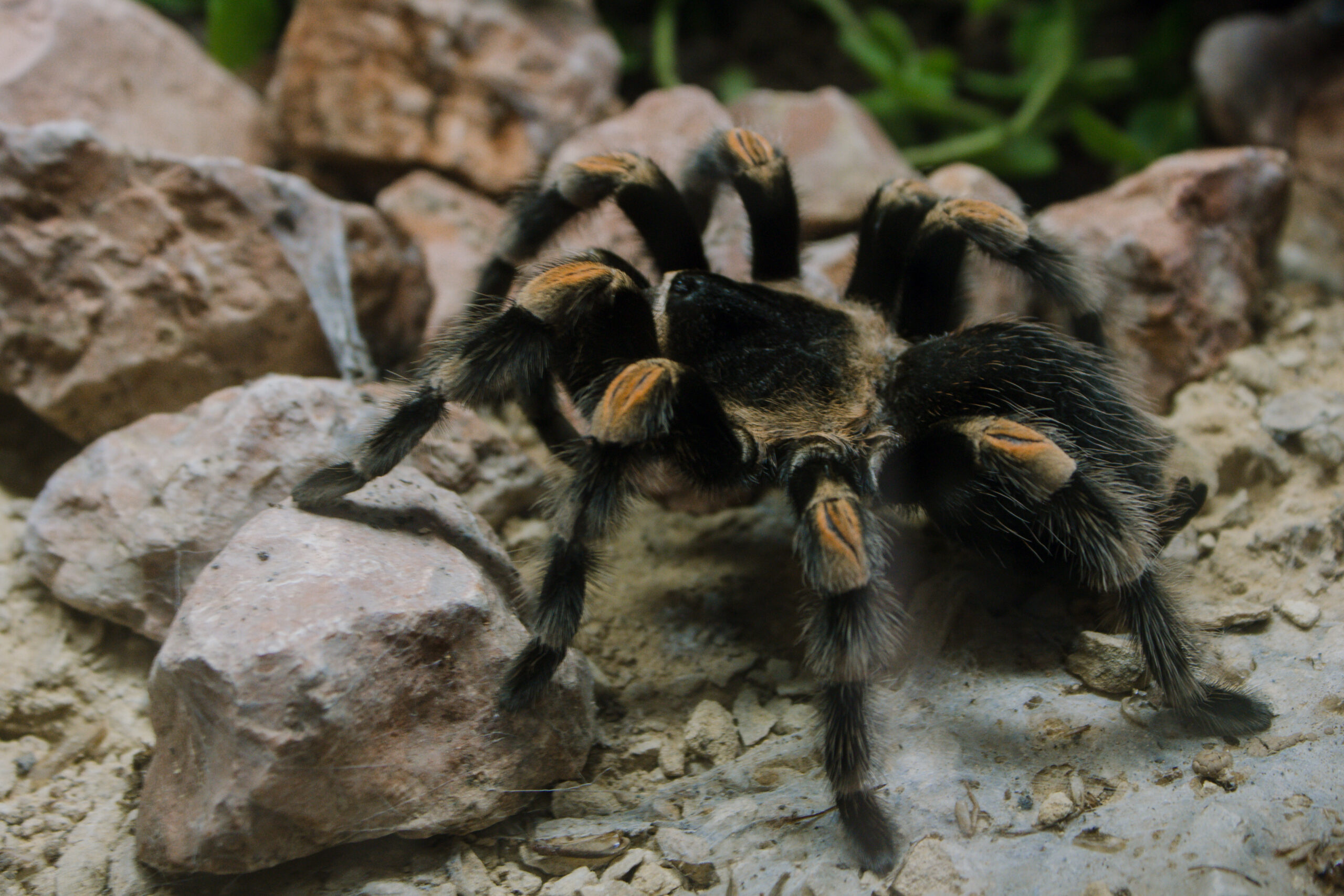 Vogelspinne im Terrarium – nachtaktive Wirbellose für die Terraristik