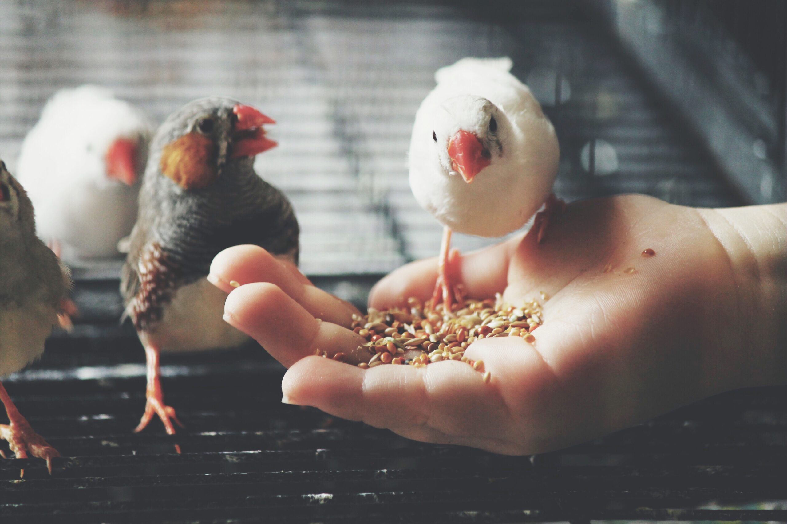 Zebrafinken fressen Körnerfutter aus der Hand eines Kindes – vertrauensvolle Mensch-Vogel-Interaktion