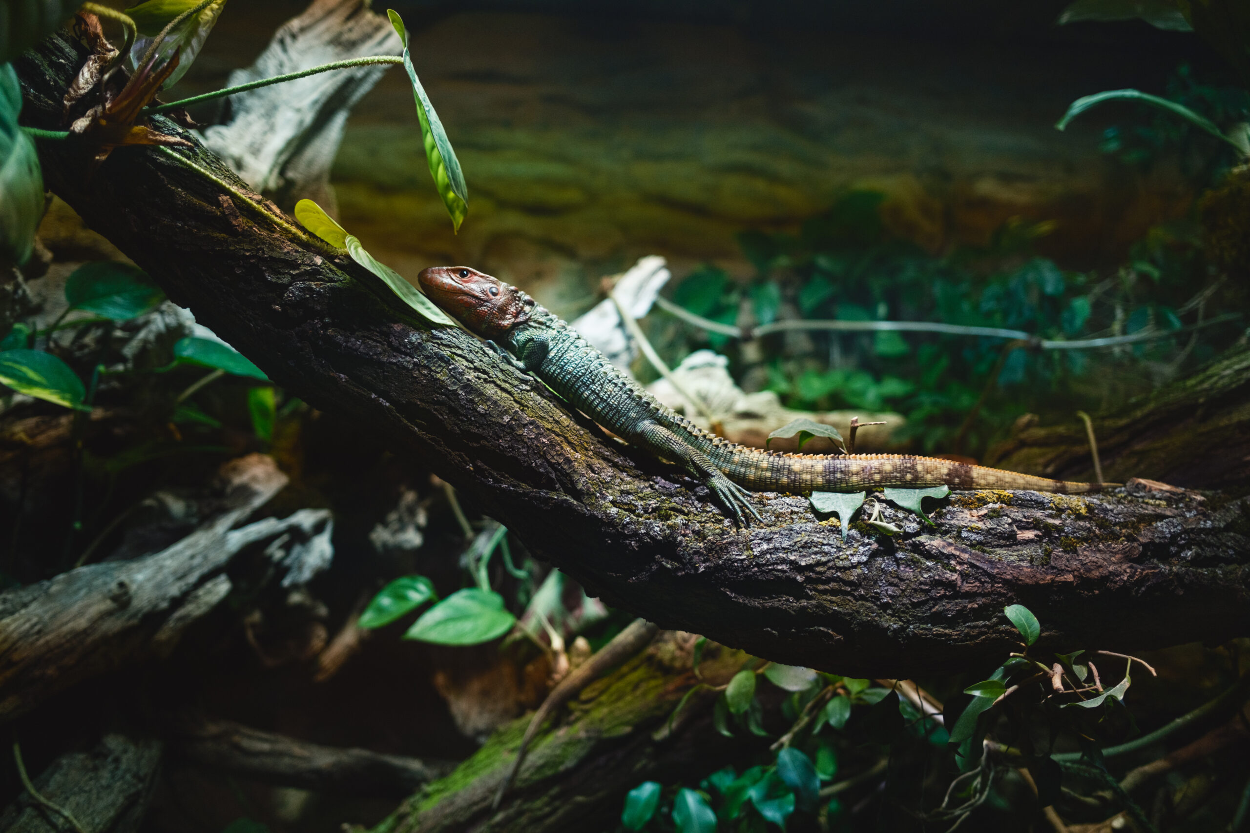 Echse auf Ast im Terrarium – tagaktive Reptilien mit Kletterstrukturen und Sonnenplätzen