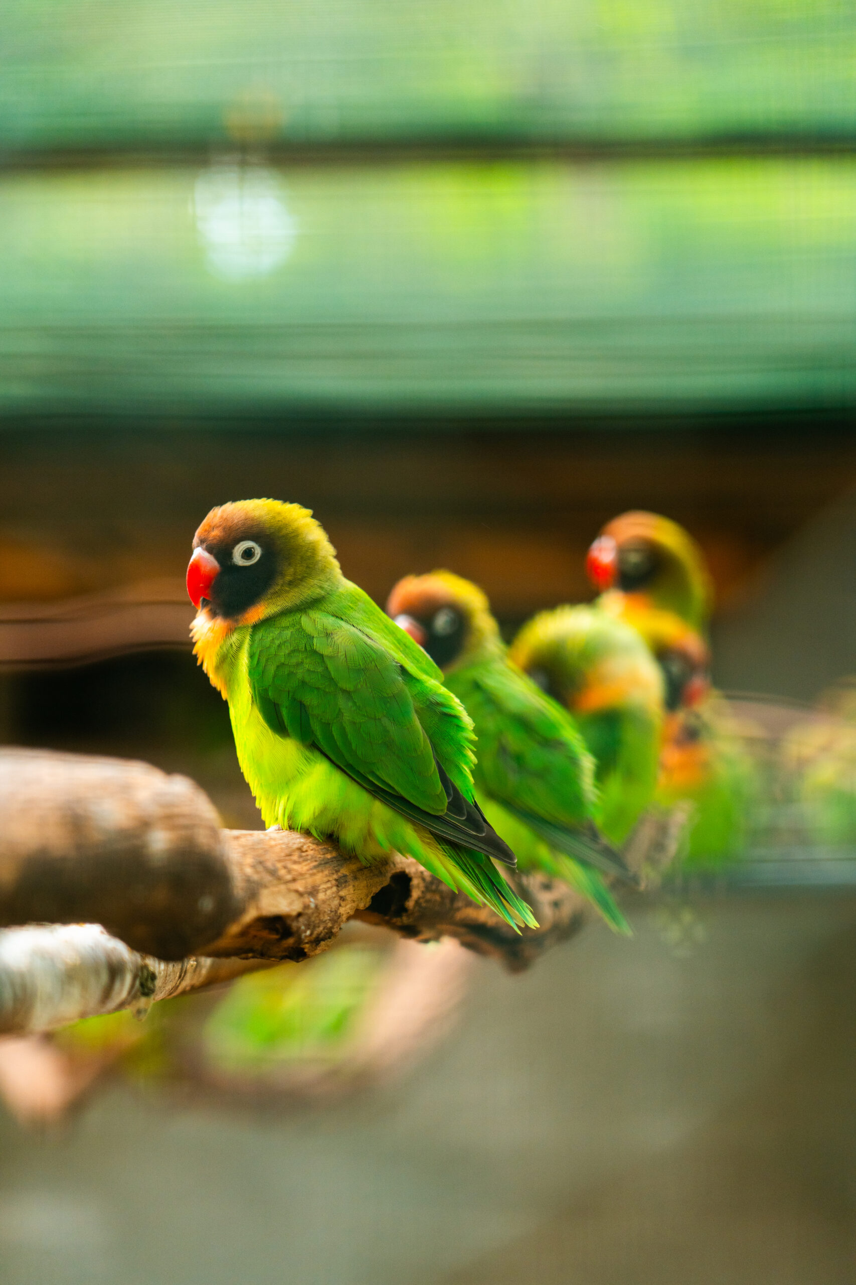Gruppe farbenfroher Unzertrennliche (Lovebirds) auf einem Ast – soziale Ziervögel in artgerechter Haltung