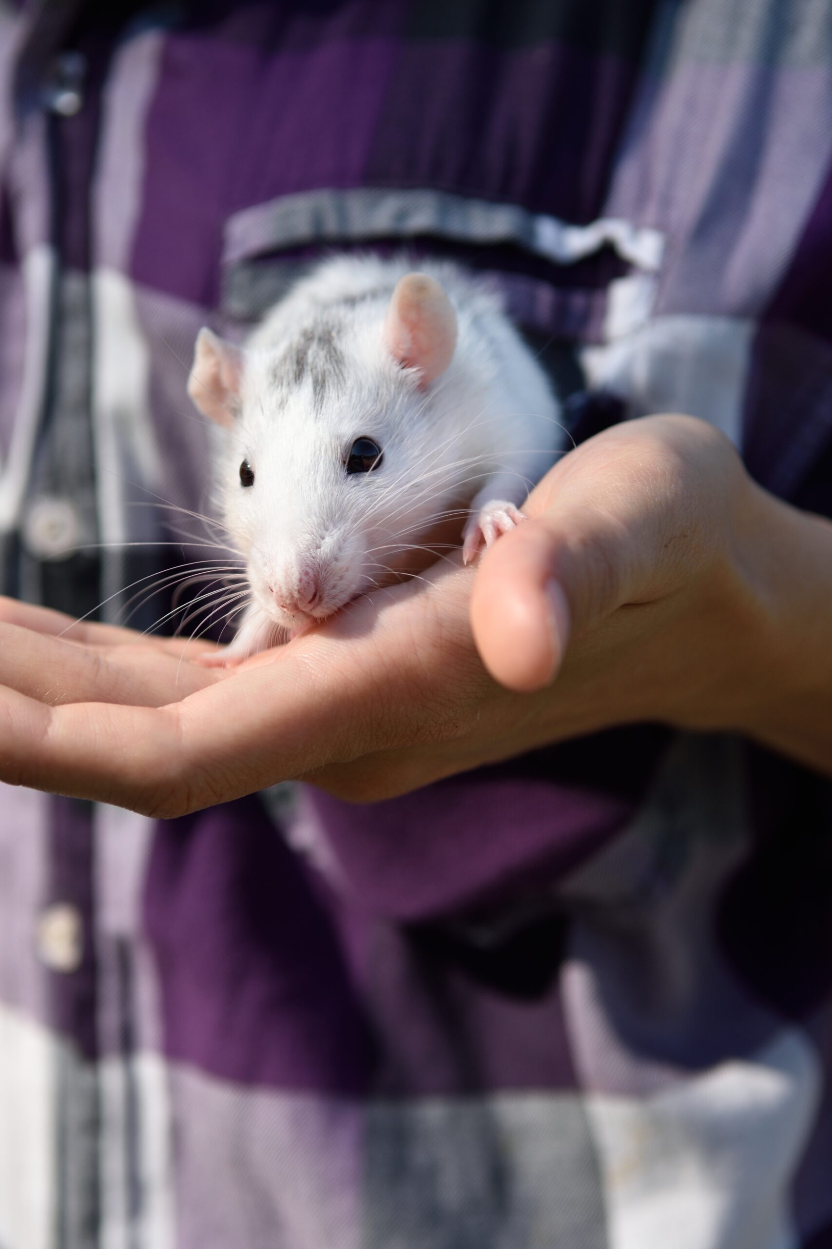Weiße Farbratte mit grauen Flecken sitzt in der Hand ihres Besitzers