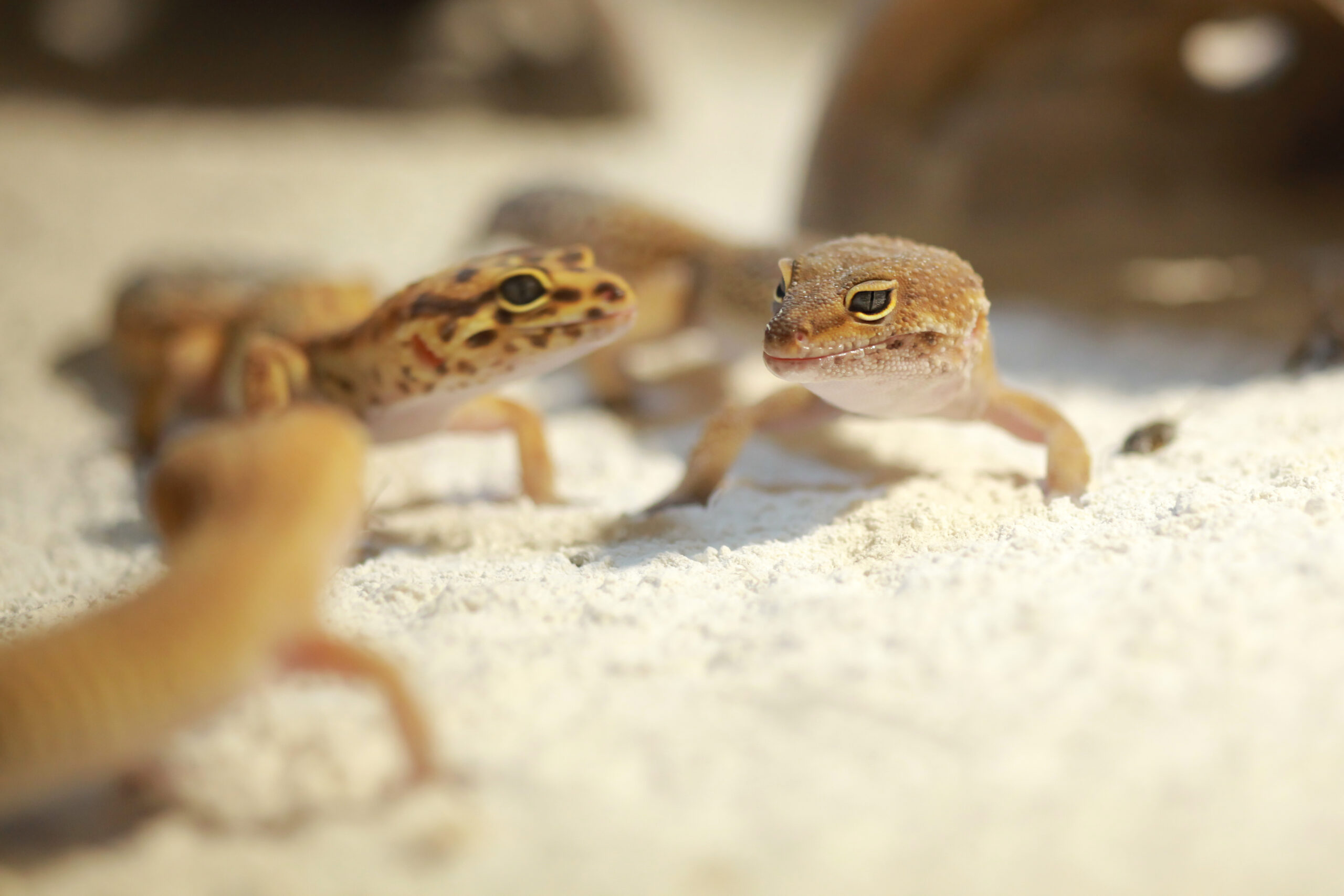 Leopardgeckos im Terrarium – beliebte dämmerungs- und nachtaktive Reptilien für Einsteiger